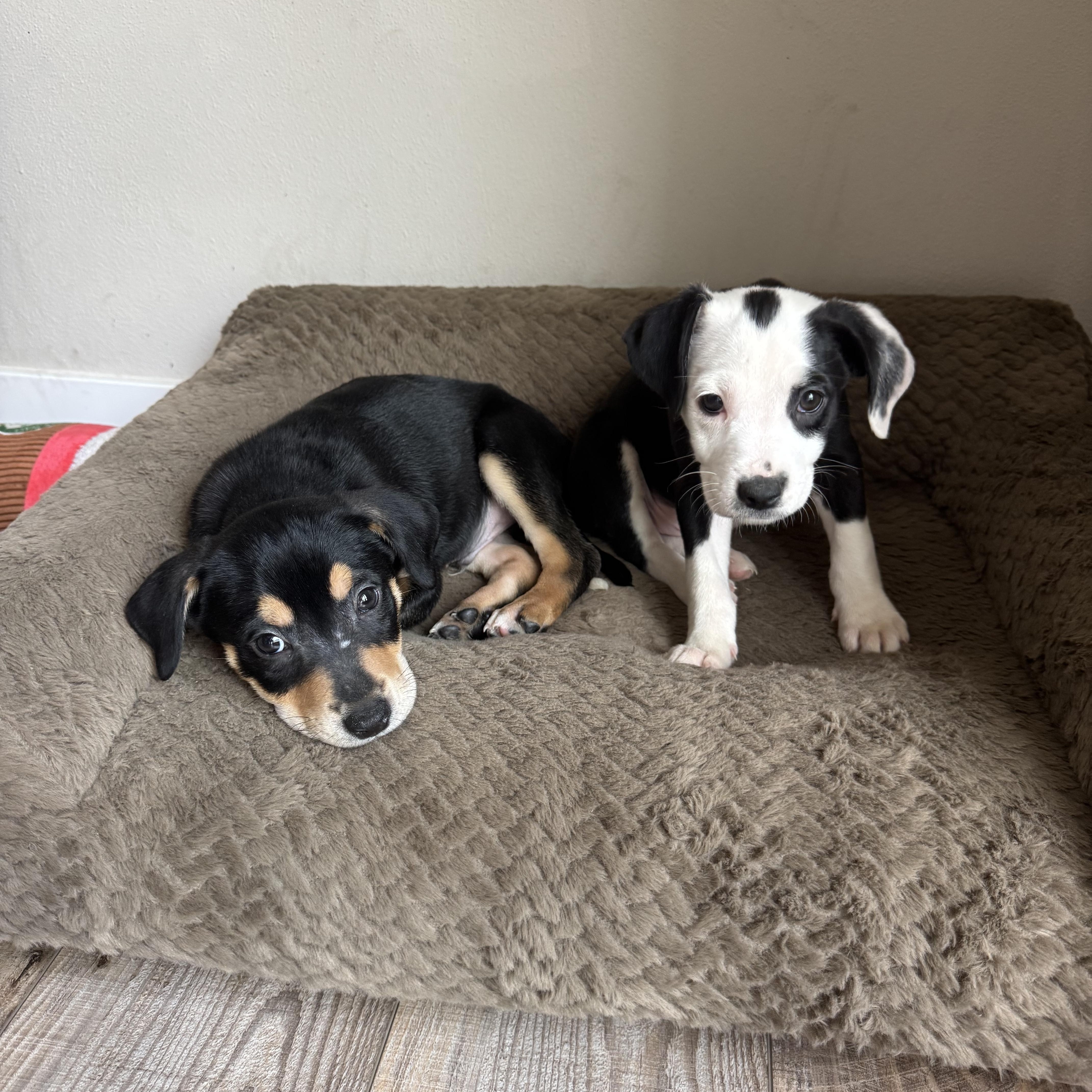Waylon, a ADOPTABLE Mixed Breed in Elkhorn, WI image 5/5