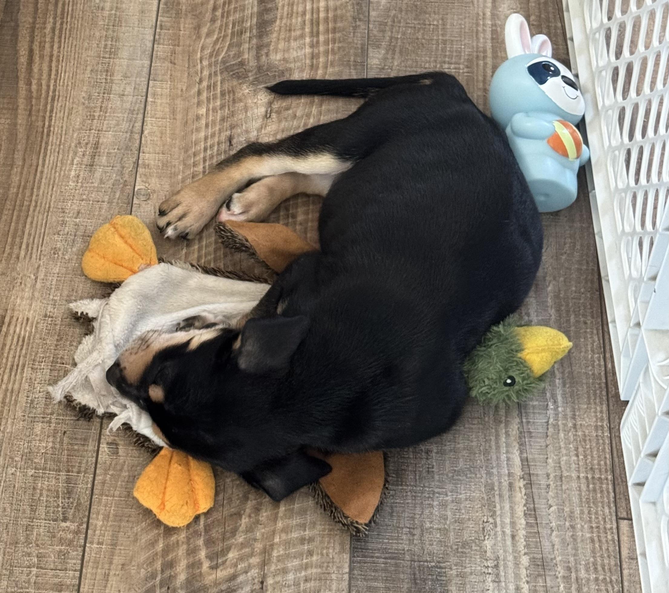 Waylon, a ADOPTABLE Mixed Breed in Elkhorn, WI image 2/5