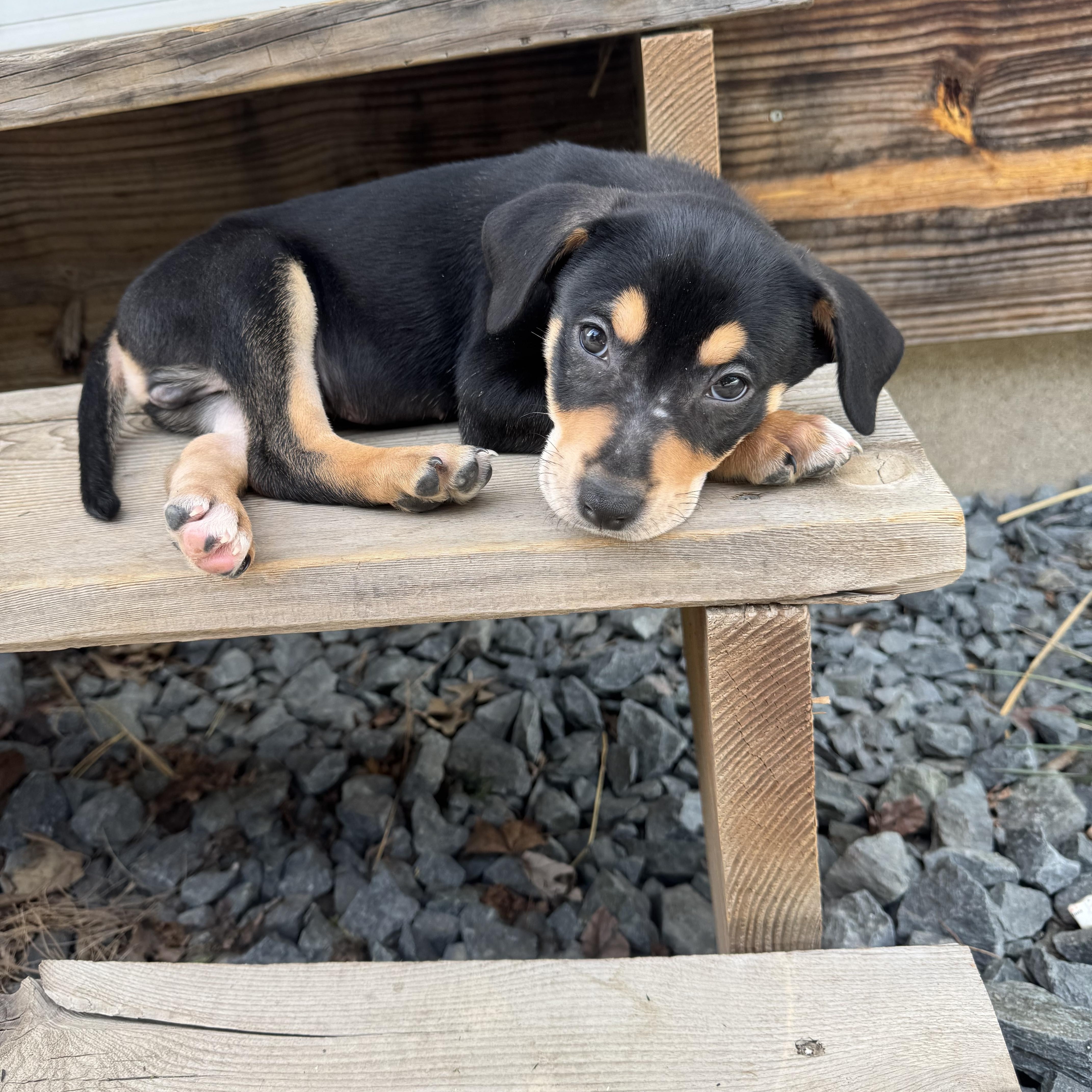Waylon, a ADOPTABLE Mixed Breed in Elkhorn, WI image 3/5