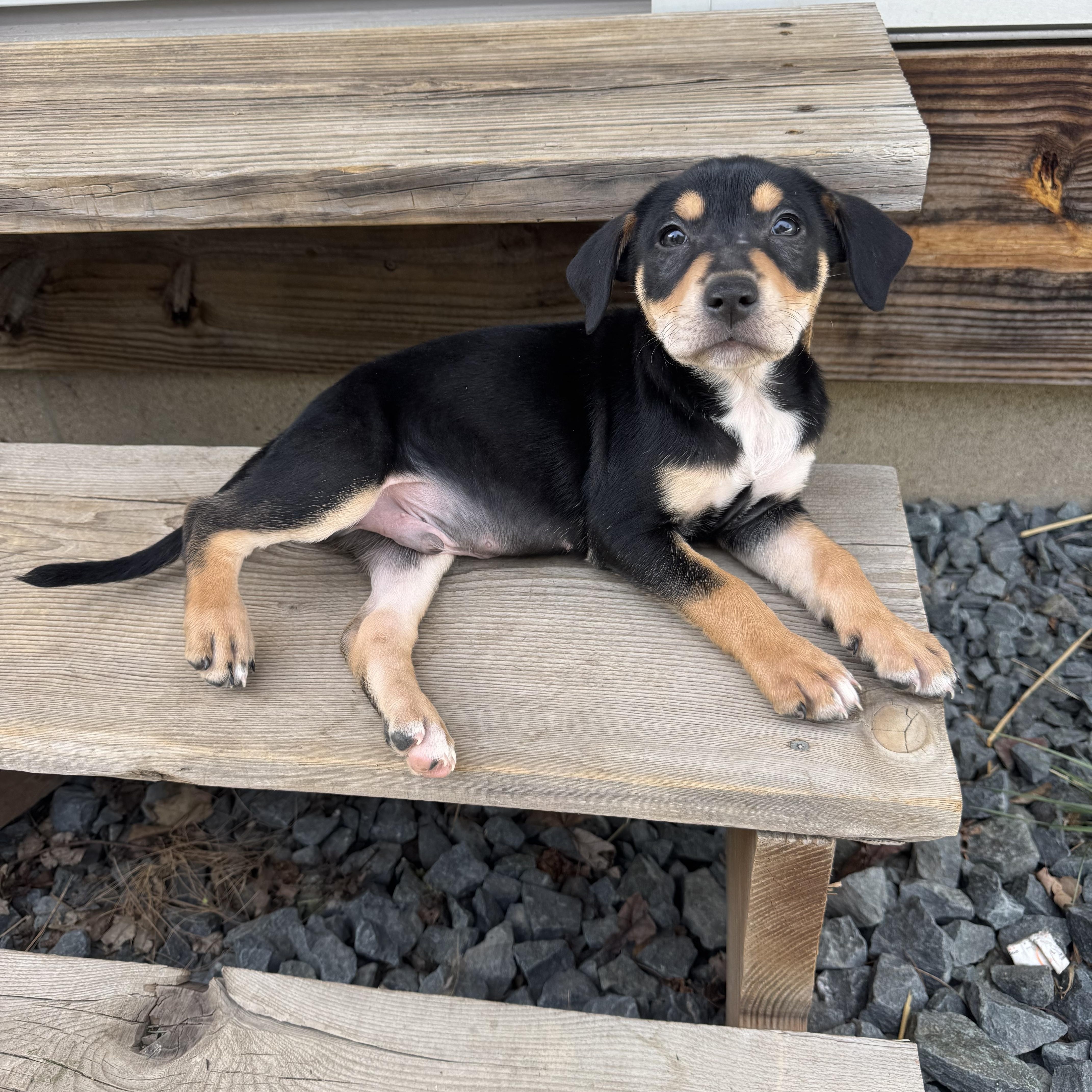 Waylon, a ADOPTABLE Mixed Breed in Elkhorn, WI image 1/5