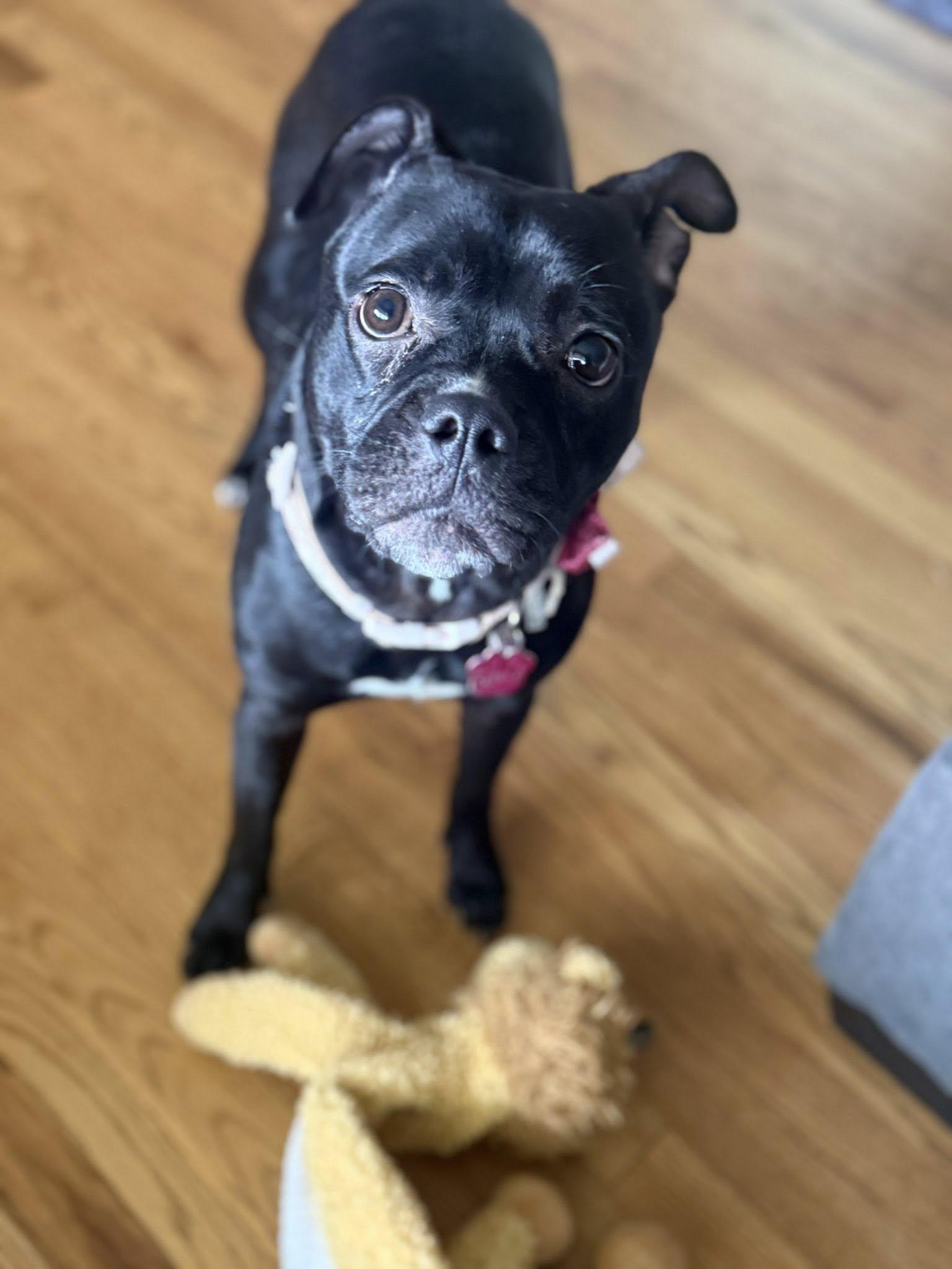 Stella, Adopted, Young Female Boxer.