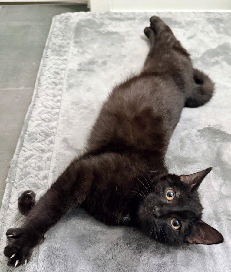 Enlarge Soren, a Adoptable Domestic Short Hair in Reston, VA image 2/3