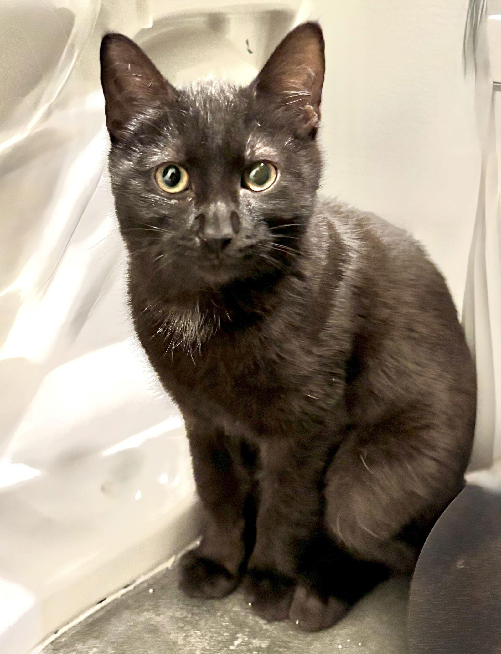 Soren, Adoptable, Kitten Male Domestic Short Hair.