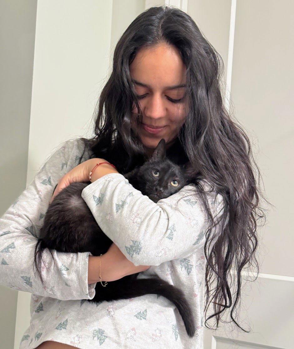 Enlarge Soren, a Adoptable Domestic Short Hair in Reston, VA image 3/3