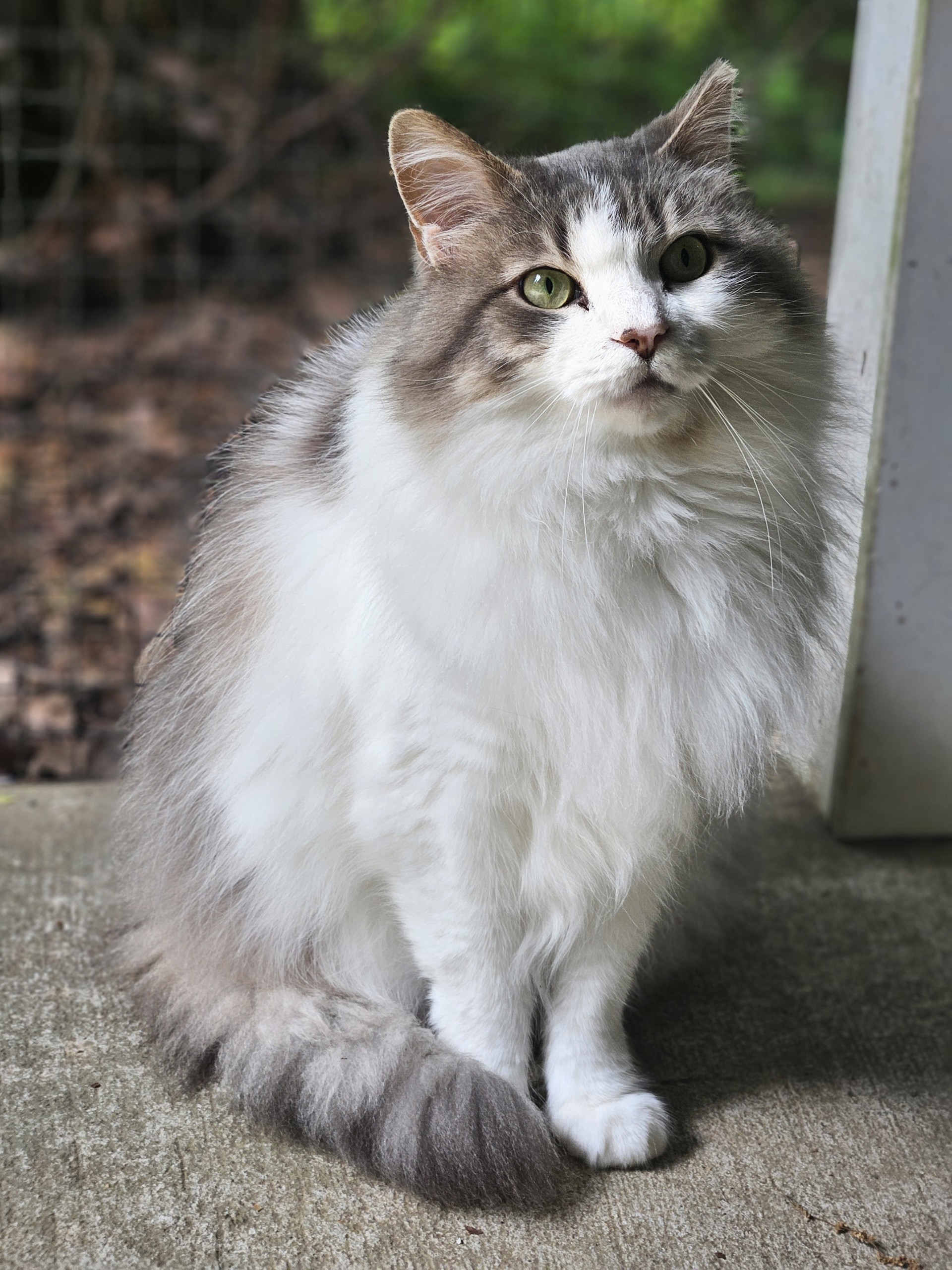 Enlarge Mona, a Adoptable mixed breed in Harrison, NY image 1/2