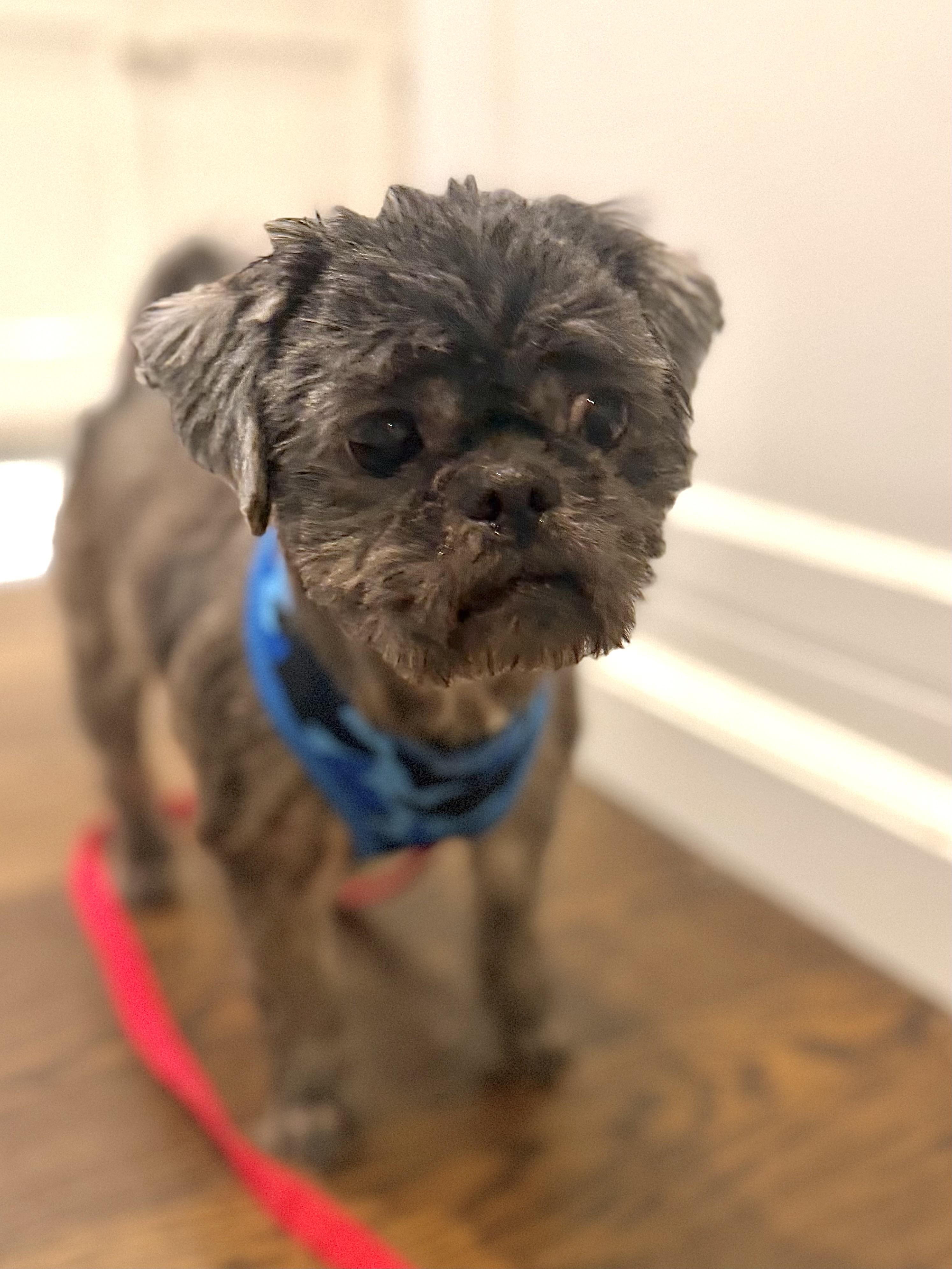 Enlarge Coco Puff, a Adoptable Shih Tzu in Stamford, CT image 6/6