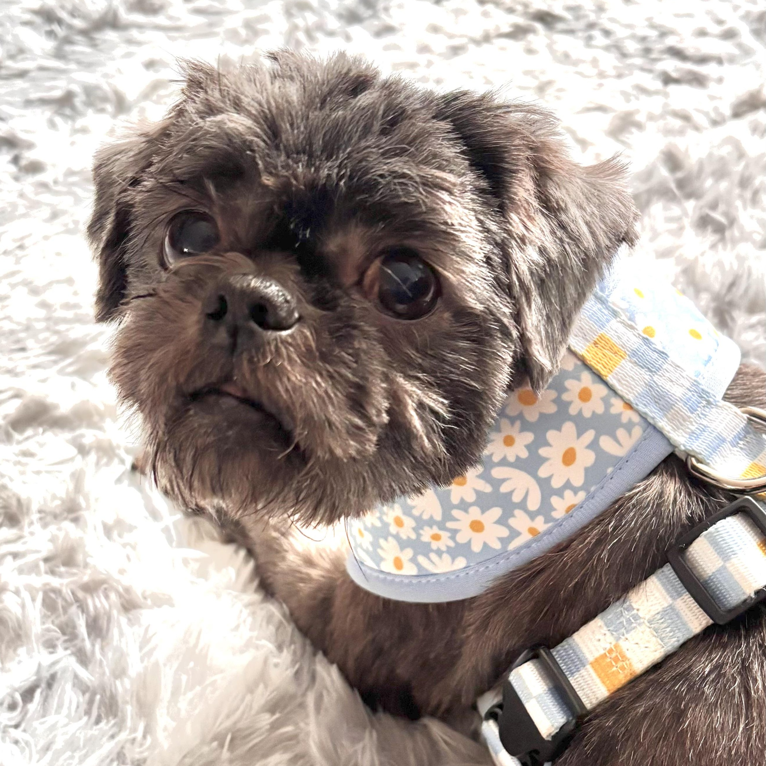 Enlarge Coco Puff, a Adoptable Shih Tzu in Stamford, CT image 5/6