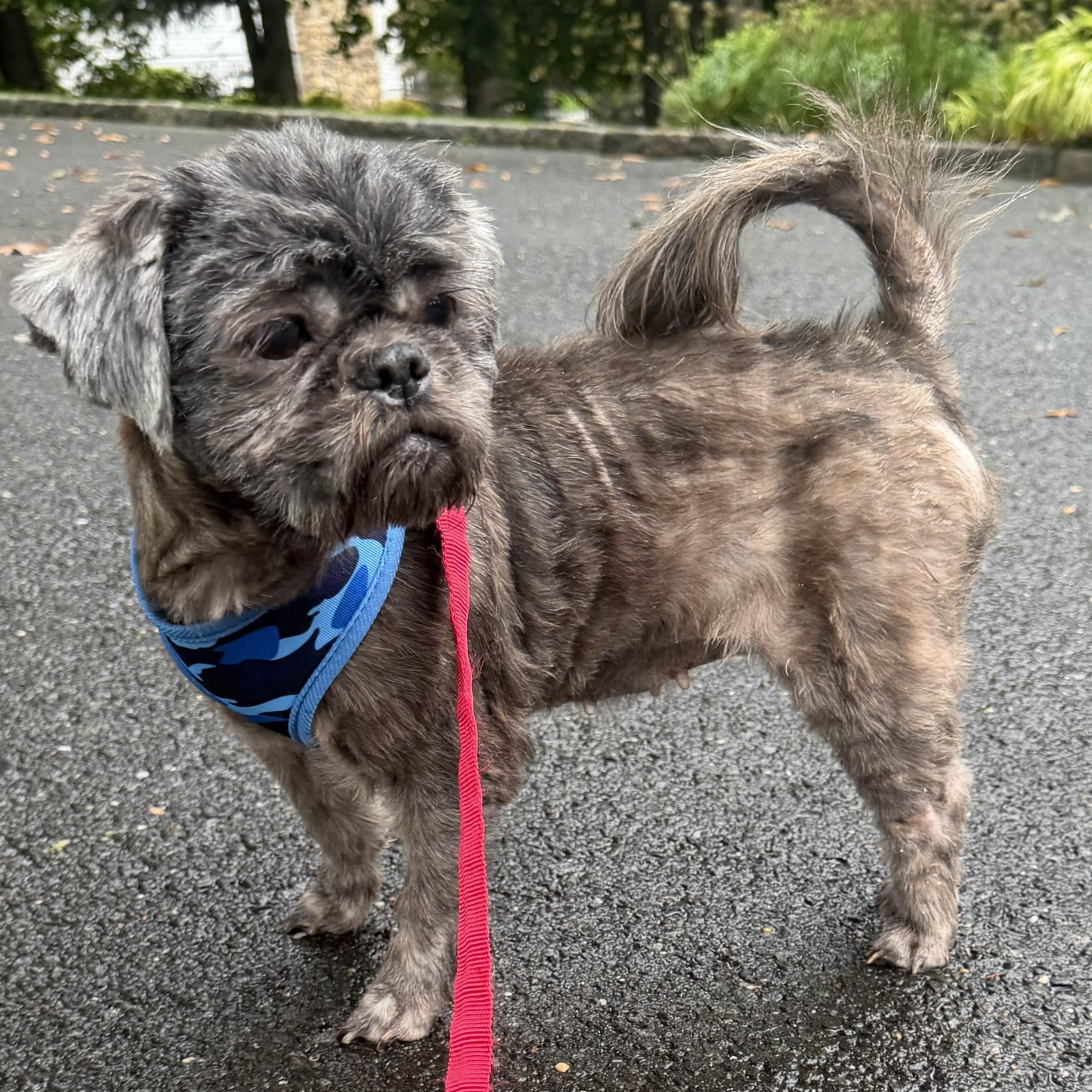 Enlarge Coco Puff, a Adoptable Shih Tzu in Stamford, CT image 2/6