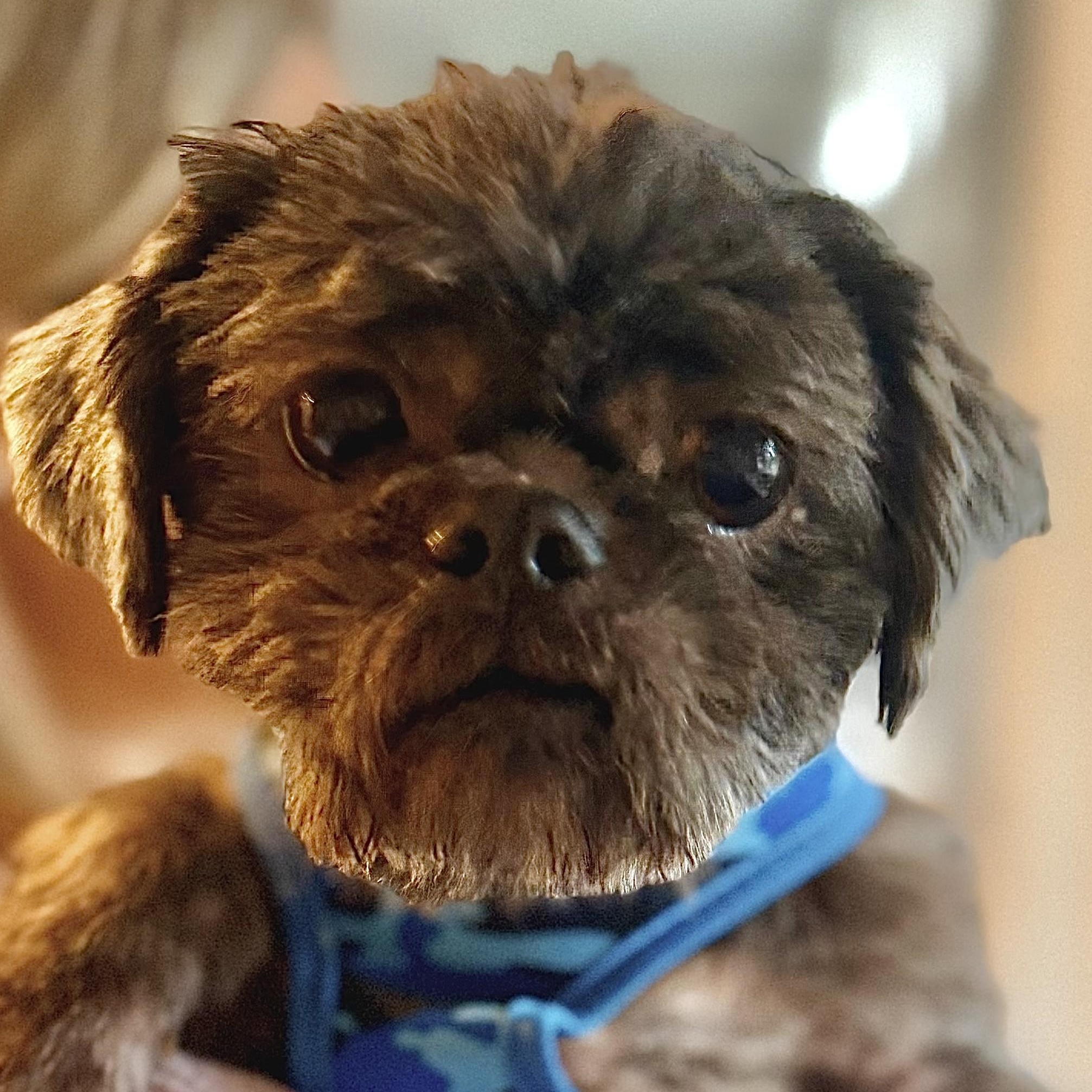 Enlarge Coco Puff, a Adoptable Shih Tzu in Stamford, CT image 3/6