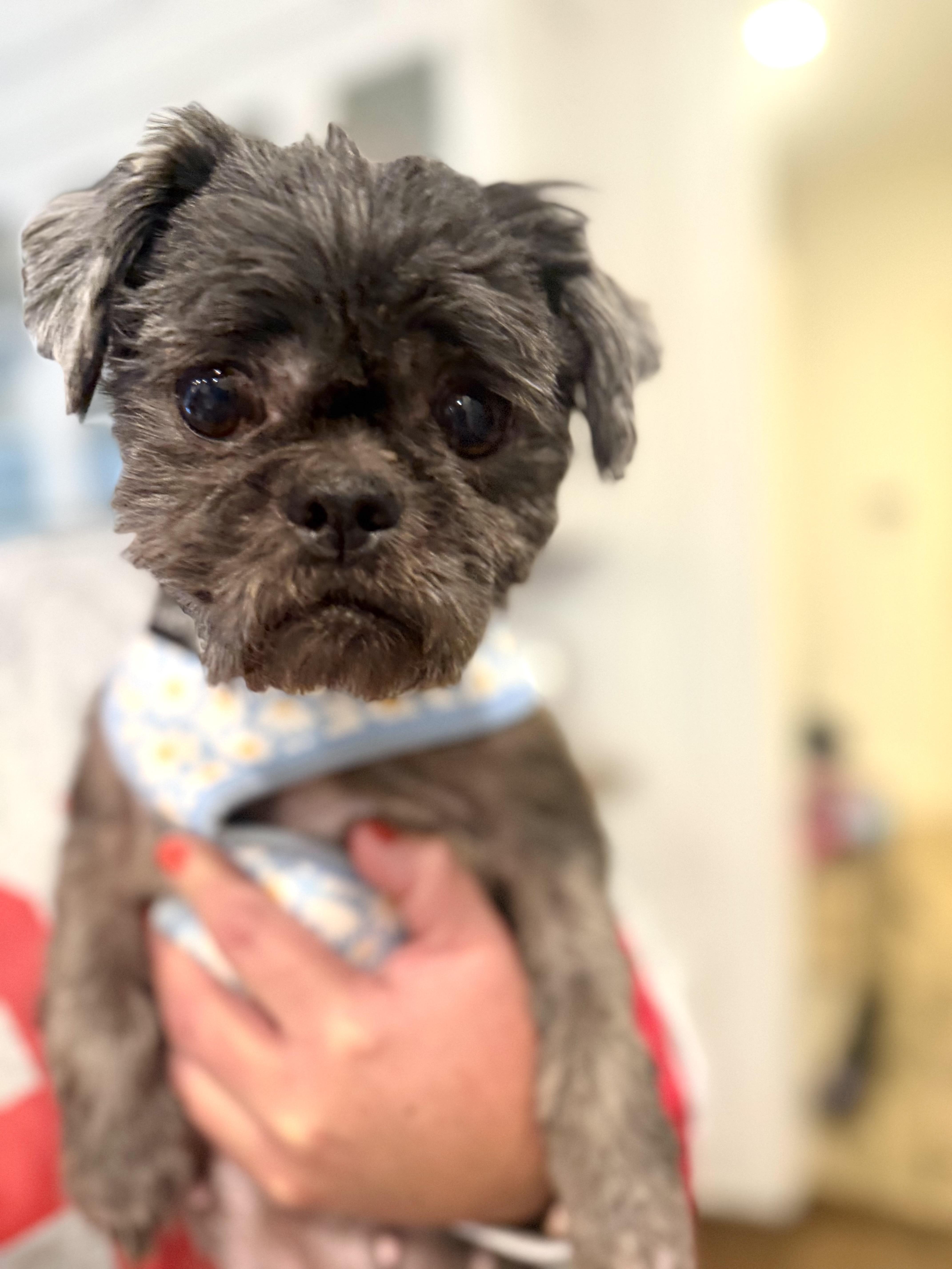 Enlarge Coco Puff, a Adoptable Shih Tzu in Stamford, CT image 4/6