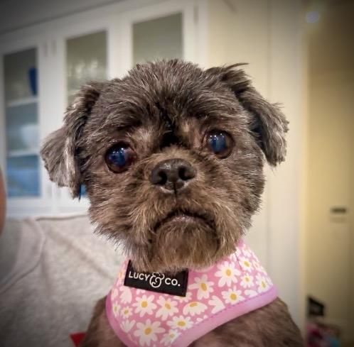 Enlarge Coco Puff, a Adoptable Shih Tzu in Stamford, CT image 1/6