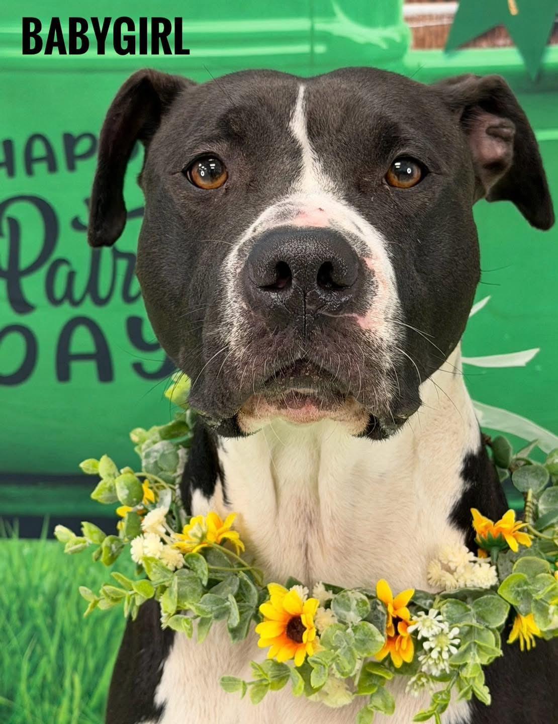 Enlarge Baby Girl, an adopted Mixed Breed in Flint, MI image 1/1