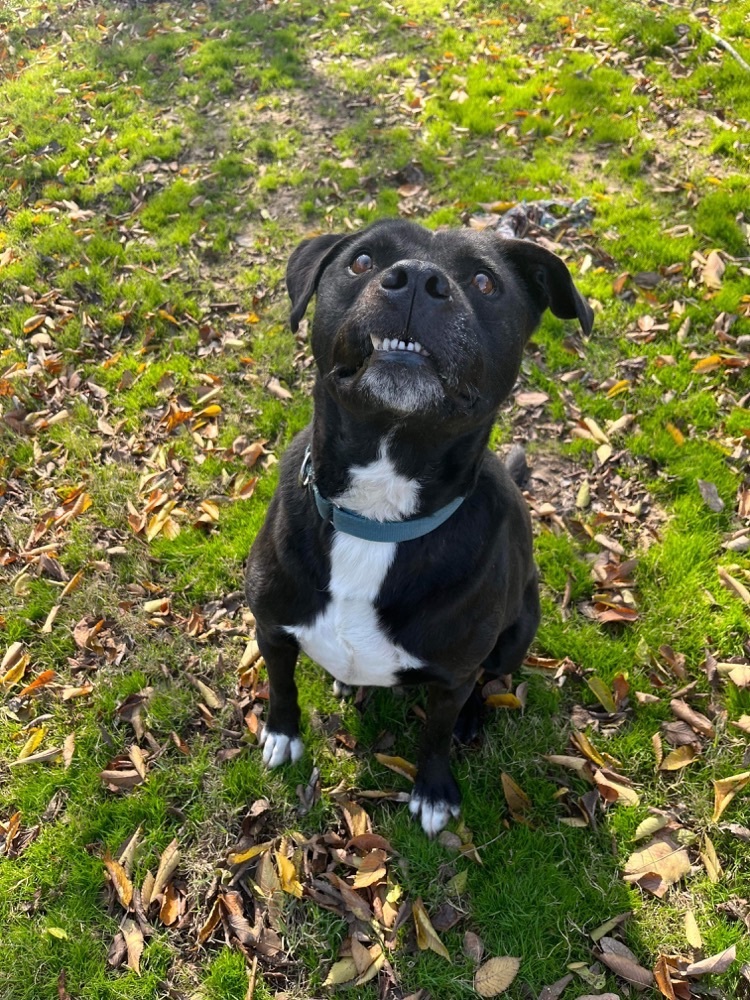 Waylon — thumbnail 3