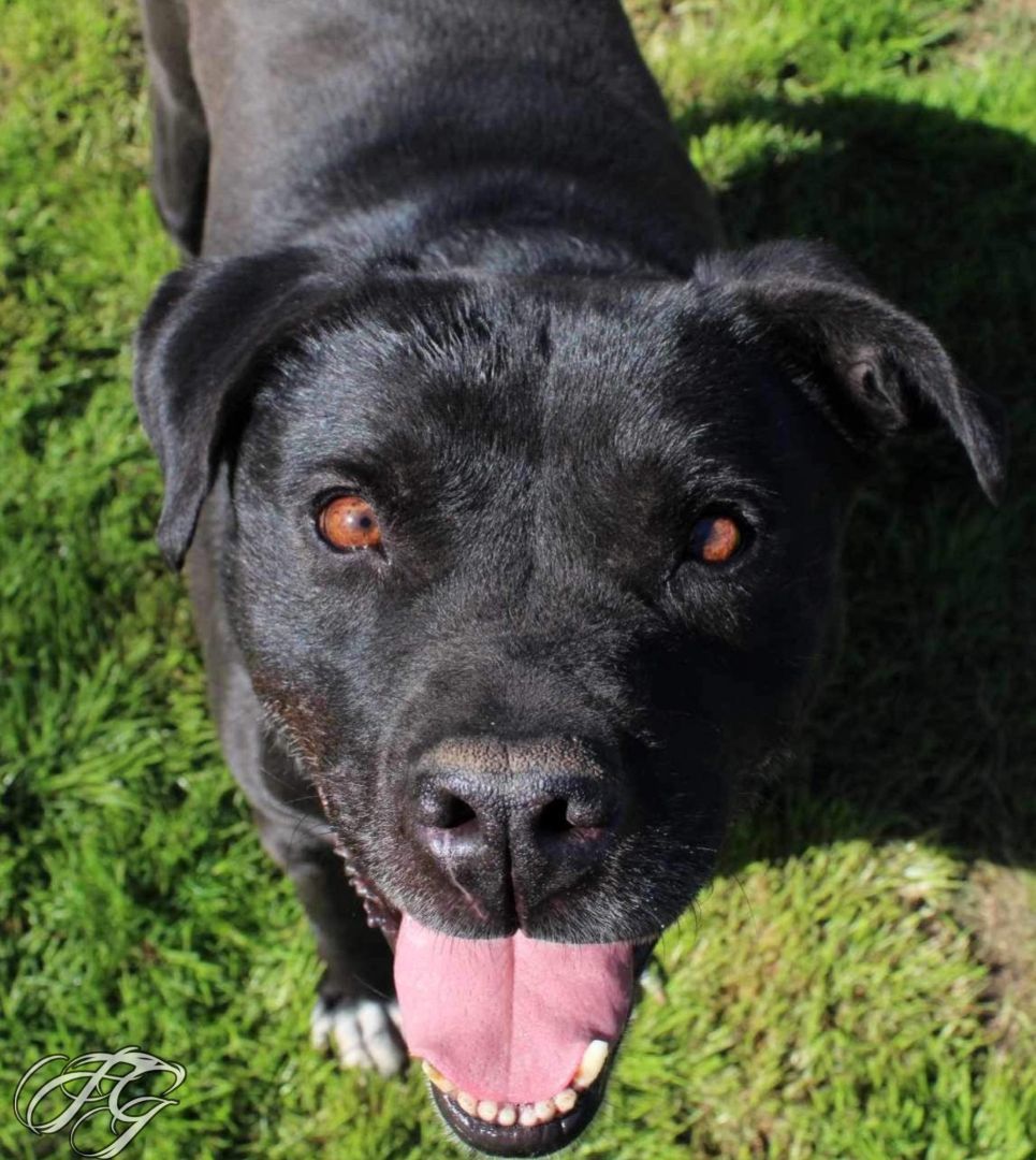 Waylon — thumbnail 4