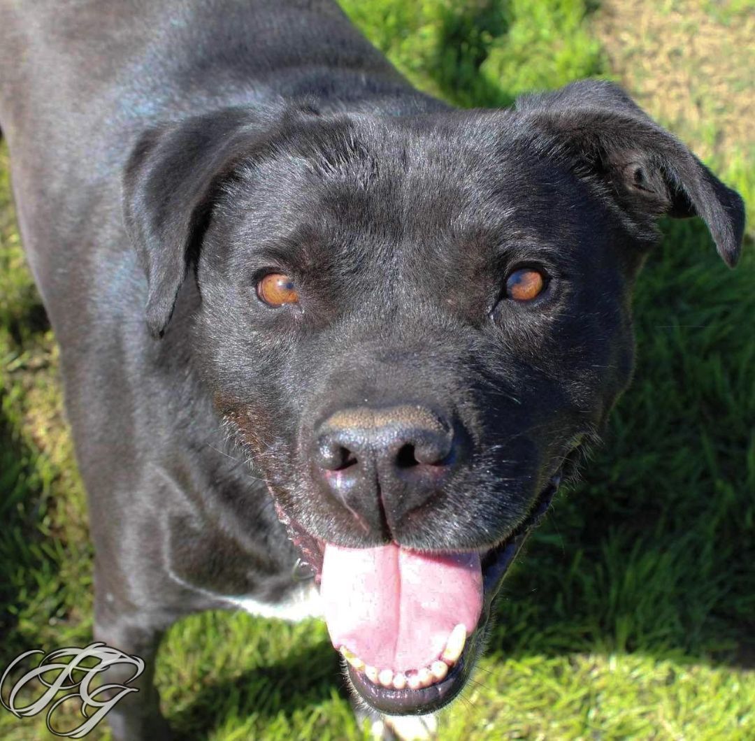 Waylon — thumbnail 5