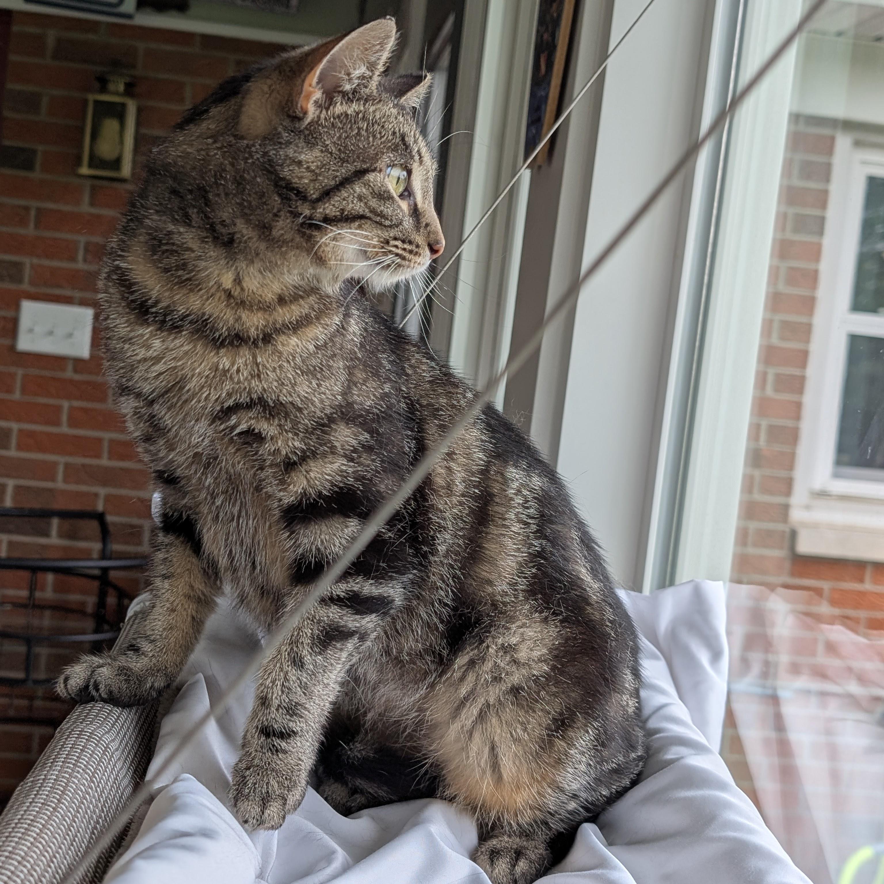 Muffin, a ADOPTABLE Domestic Short Hair in Quincy, OH image 5/5