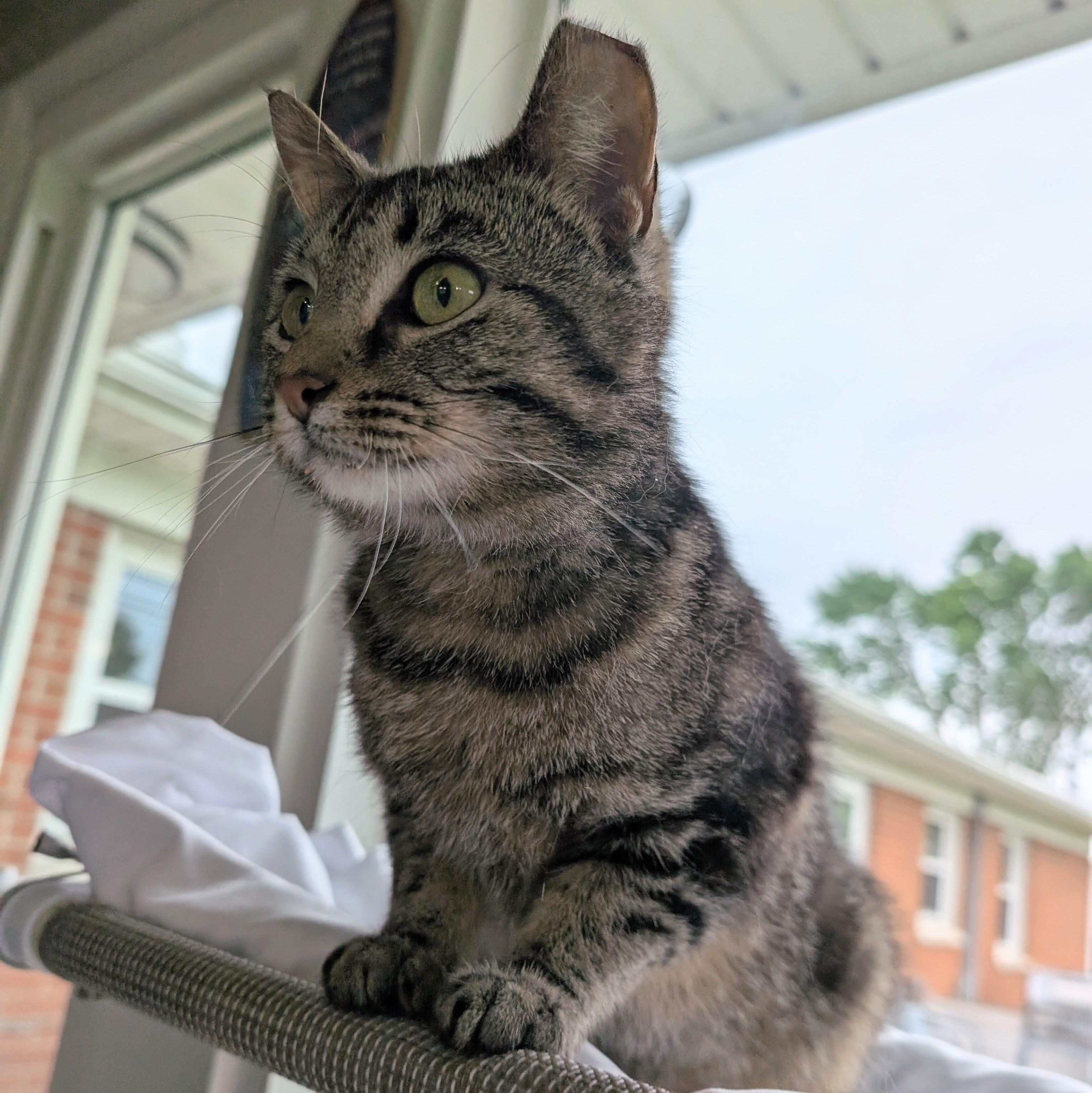 Muffin, a ADOPTABLE Domestic Short Hair in Quincy, OH image 4/5