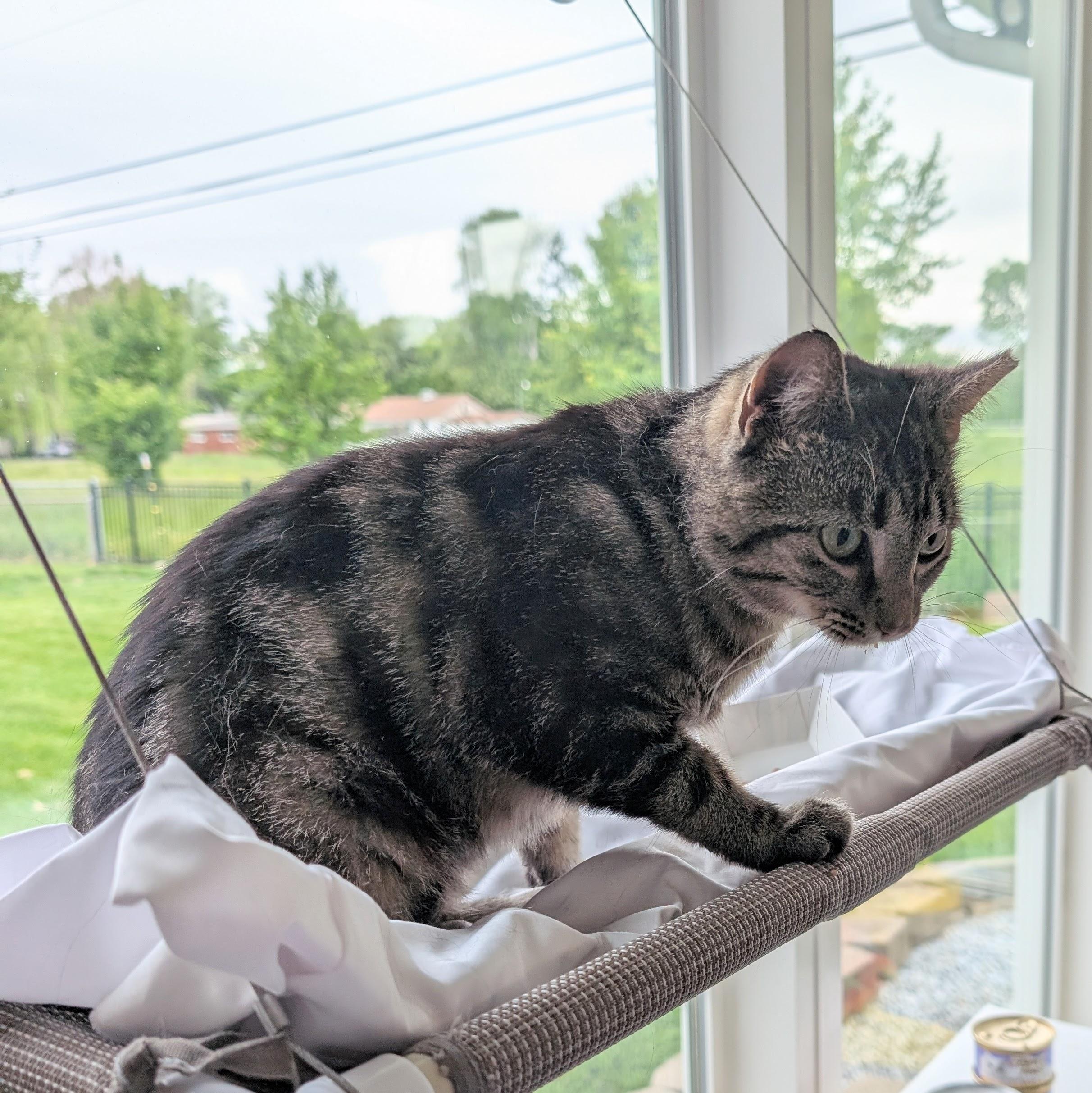 Muffin, a ADOPTABLE Domestic Short Hair in Quincy, OH image 3/5