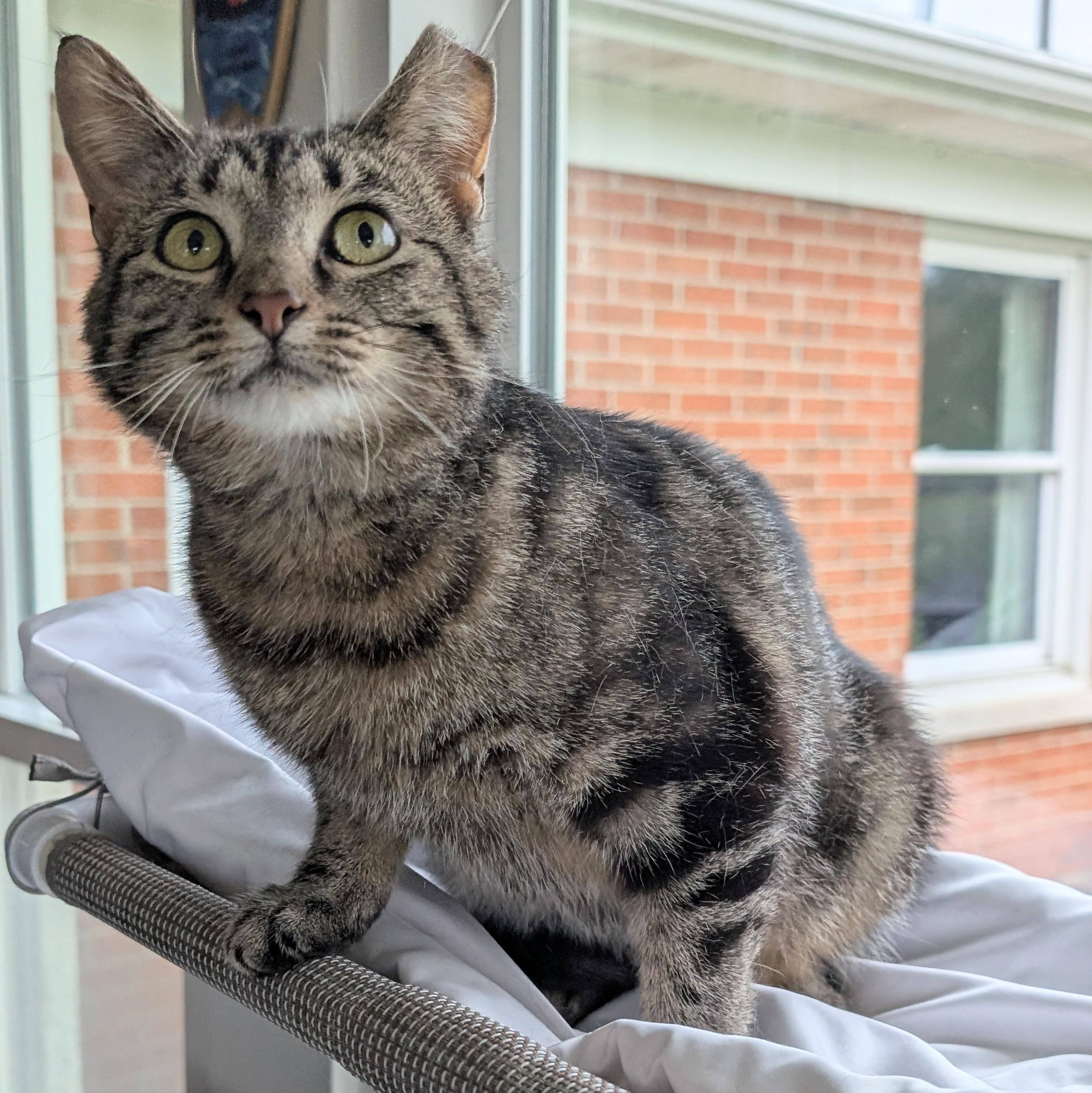 Muffin, a ADOPTABLE Domestic Short Hair in Quincy, OH image 2/5