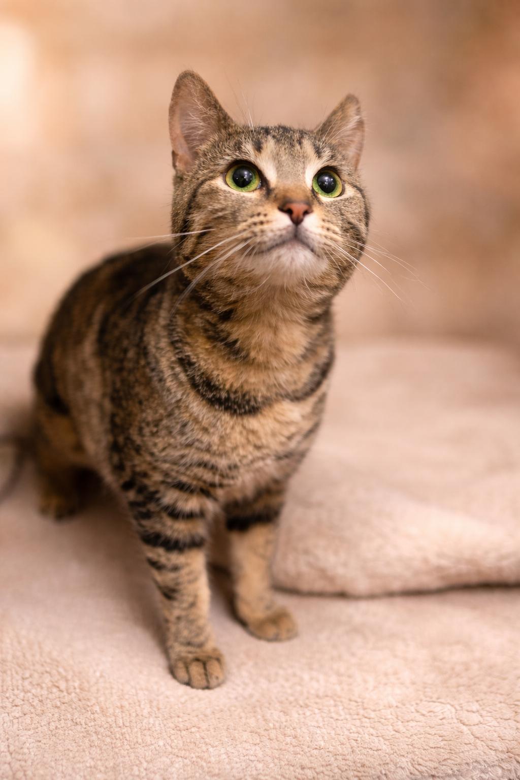 Enlarge Muffin, a Adoptable Domestic Short Hair in Quincy, OH image 1/5