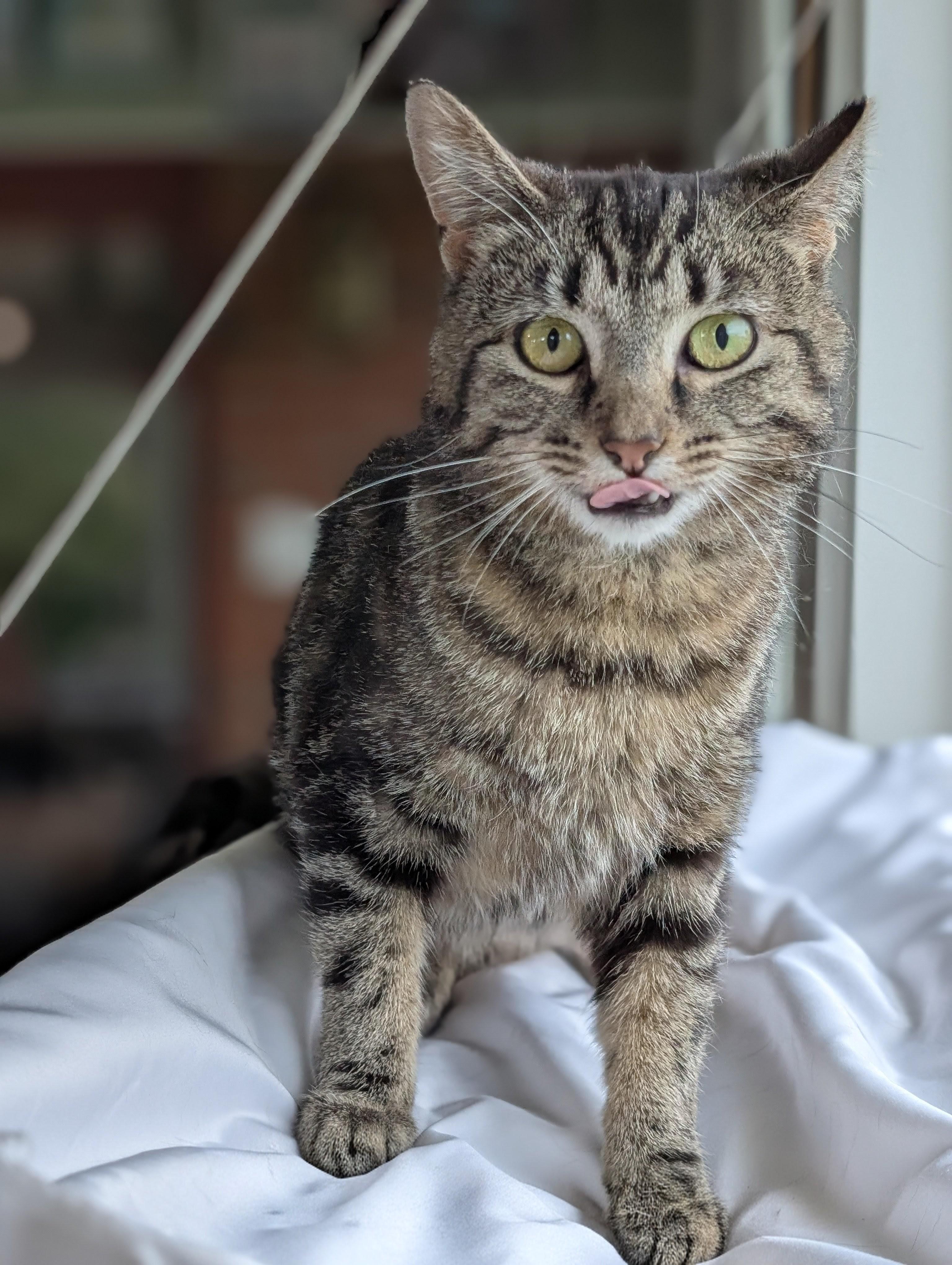 Muffin, a ADOPTABLE Domestic Short Hair in Quincy, OH image 1/5