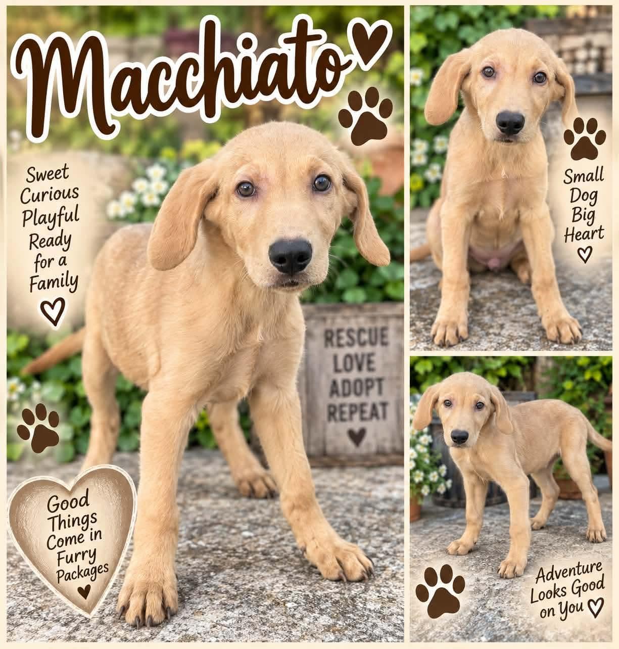 Macchiato, Adopted, Puppy Male Labrador Retriever.
