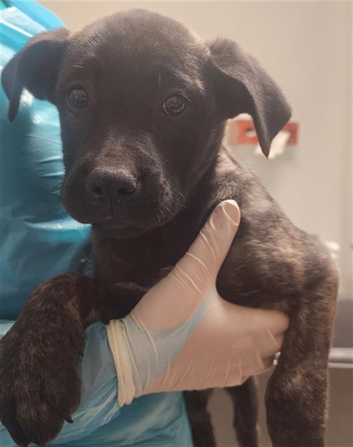 Elle Woods -- URGENT!, ADOPTABLE, Puppy Female Dutch Shepherd.