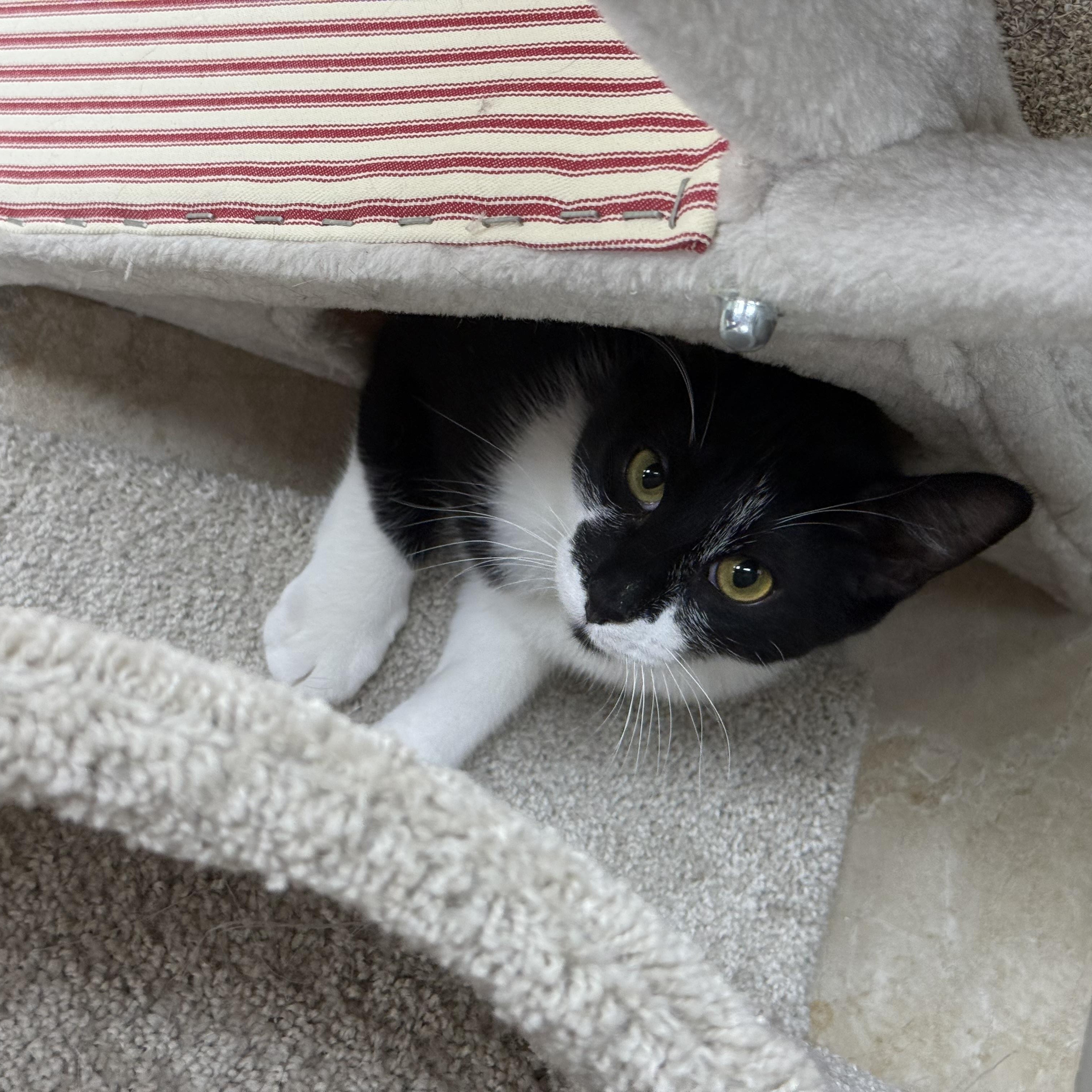 Flint, a ADOPTABLE Domestic Short Hair in Rochester, NY image 2/4
