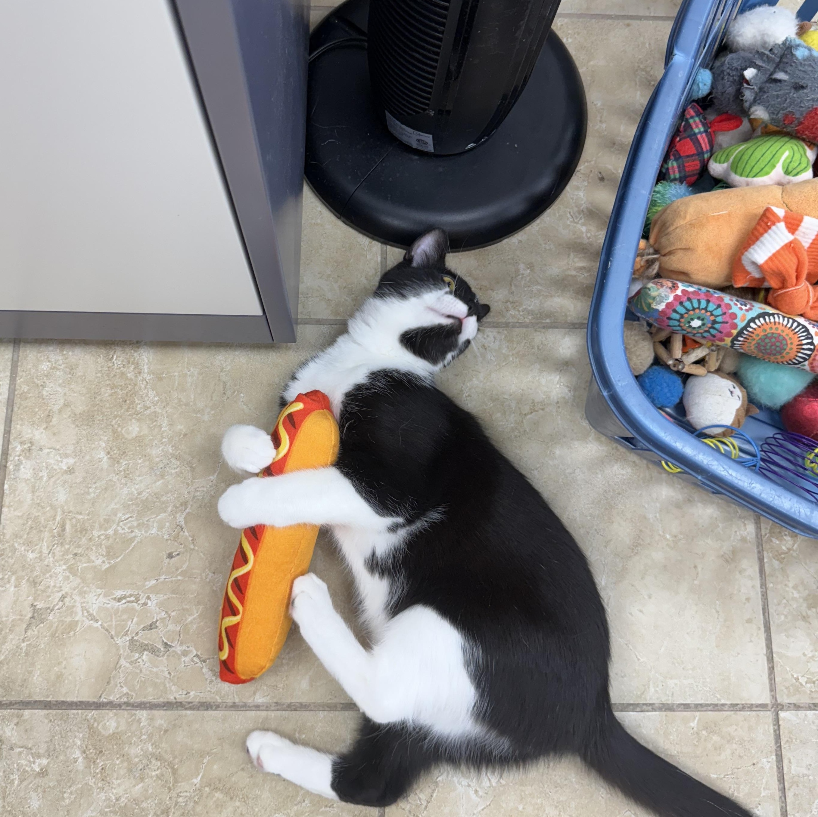 Flint, a ADOPTABLE Domestic Short Hair in Rochester, NY image 3/4