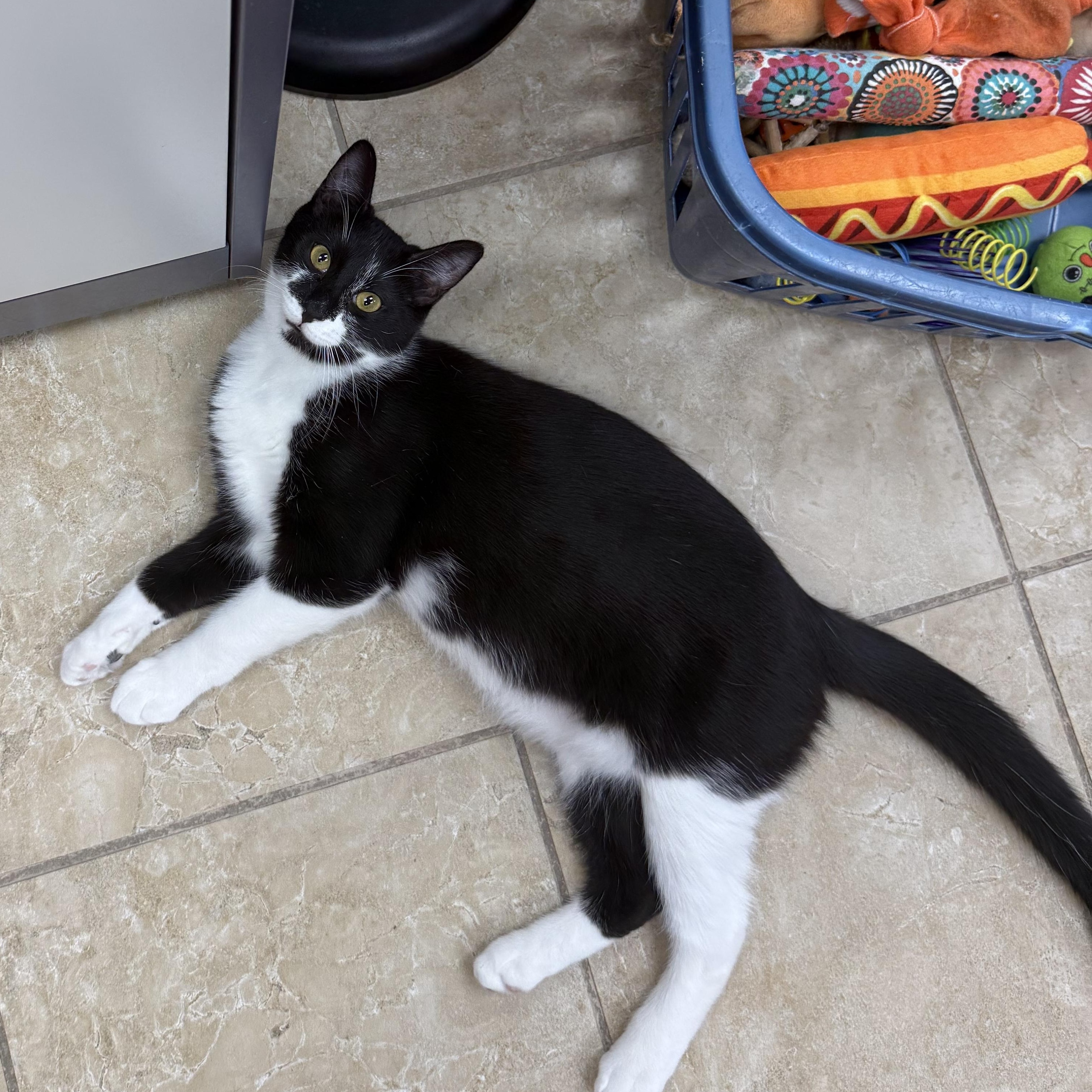 Flint, ADOPTABLE, Kitten Male Domestic Short Hair.