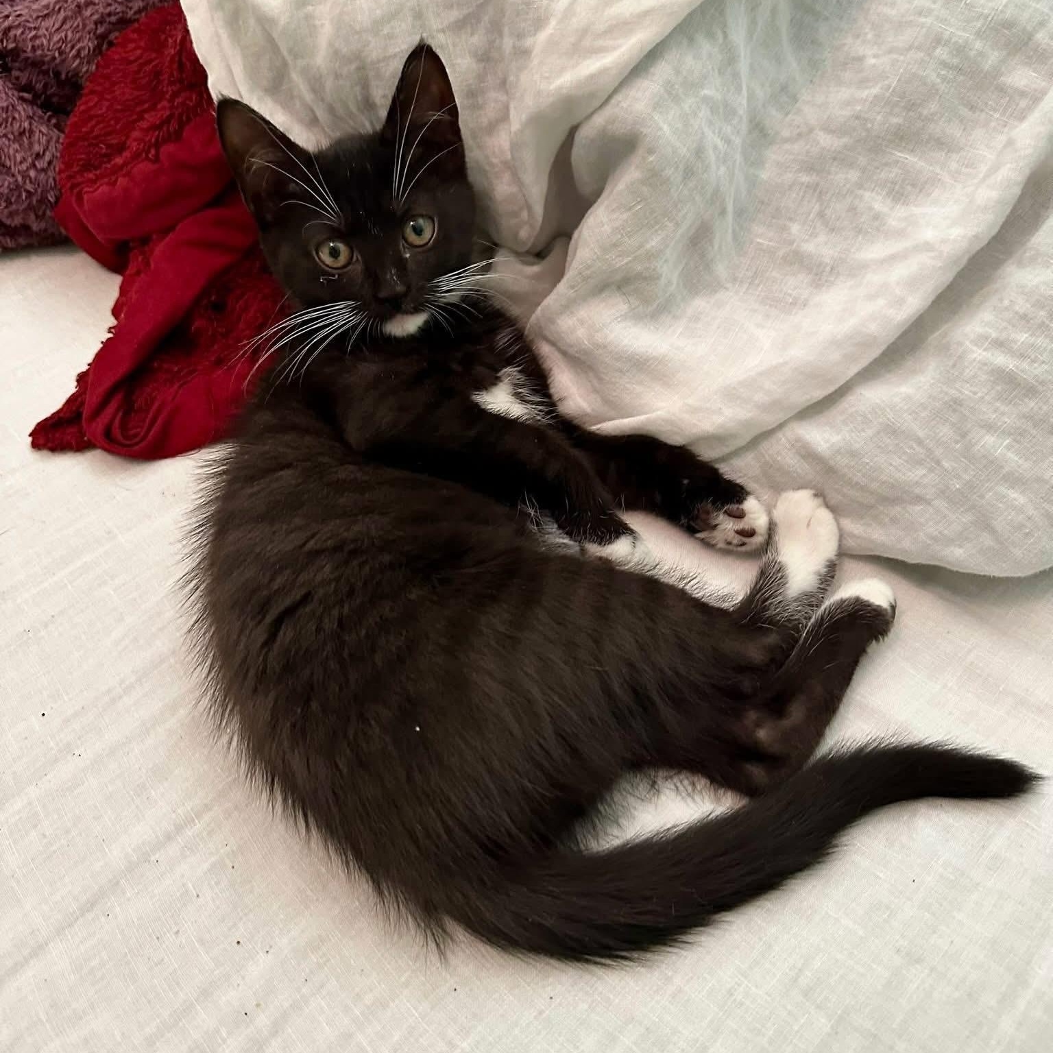 Tipper, Adoptable, Kitten Female Domestic Short Hair.