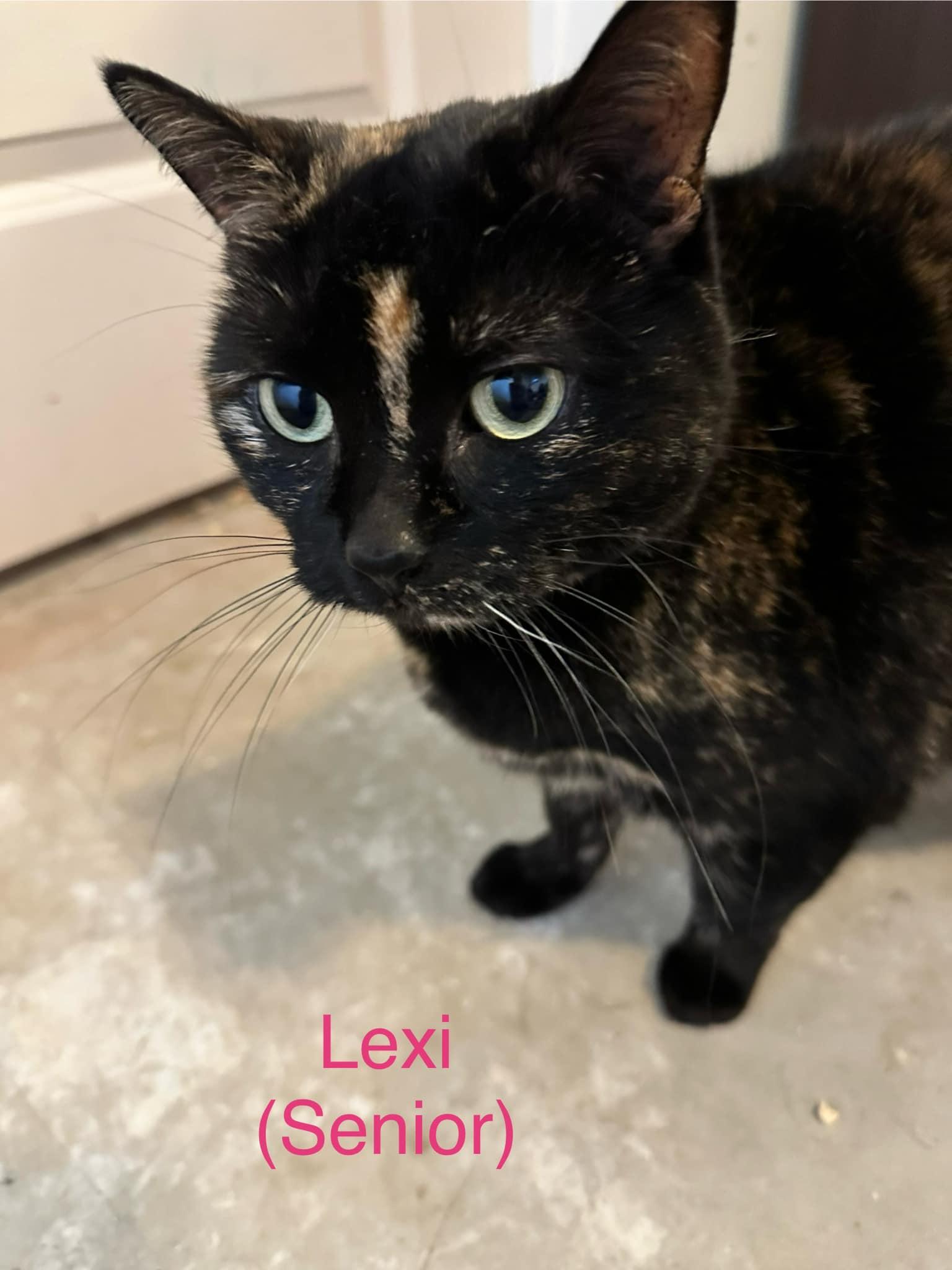 Enlarge Lexie, a Adoptable Tortoiseshell in Coalhurst, AB image 1/1