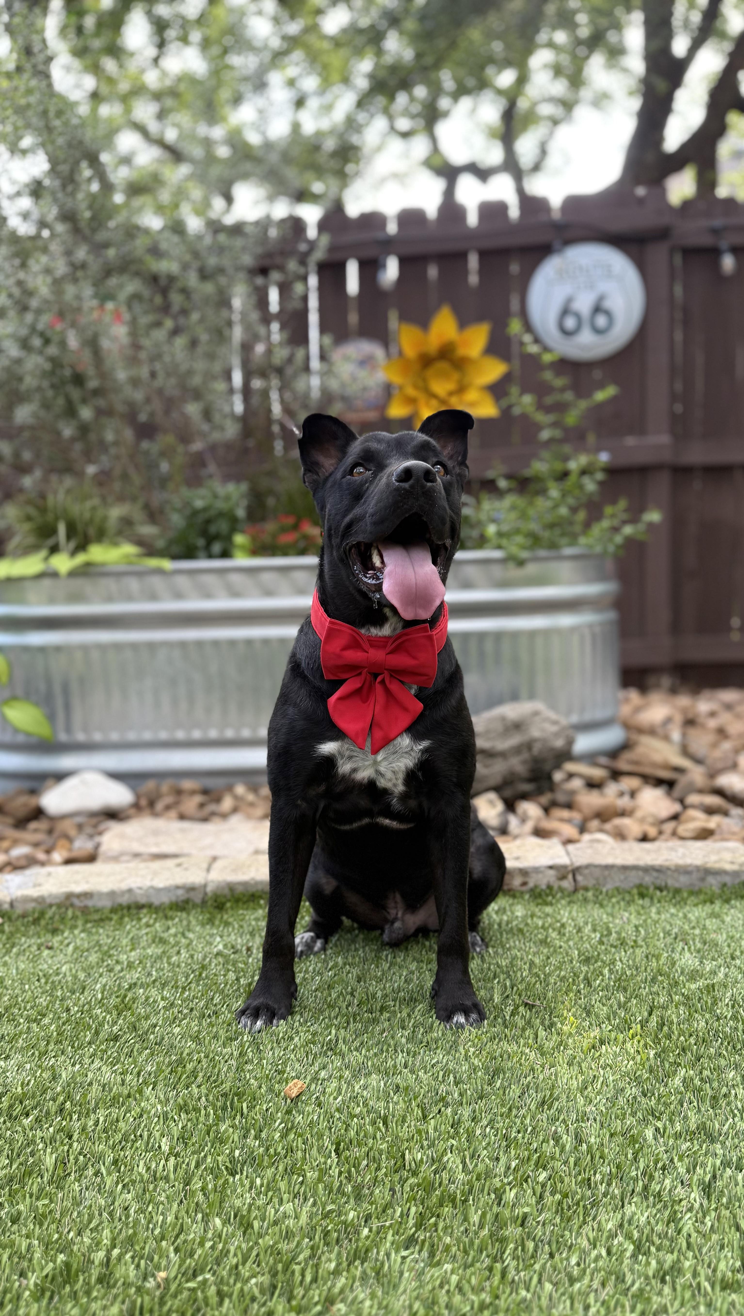 Enlarge Onyx, a Adoptable mixed breed in Billings, MT image 4/6