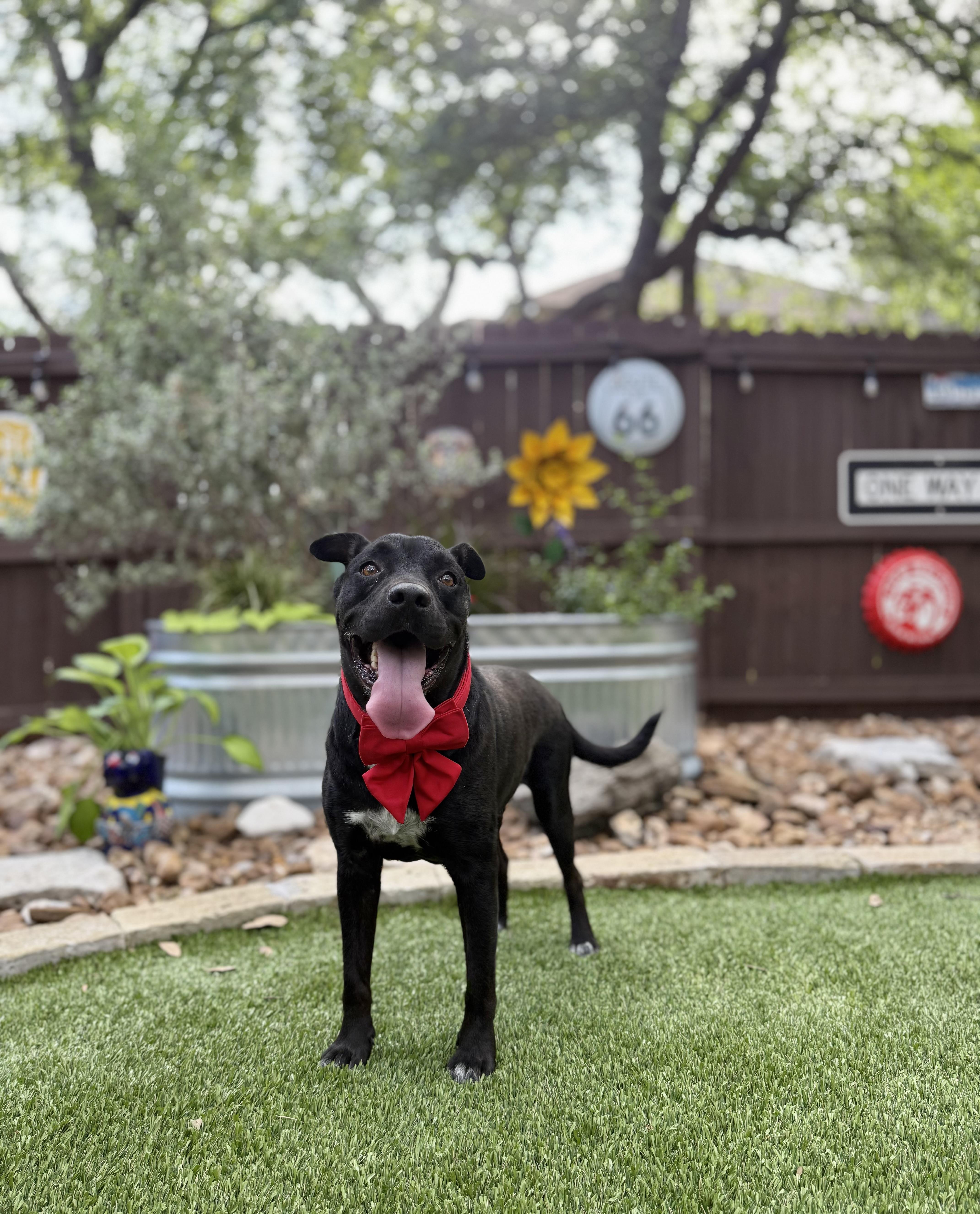 Enlarge Onyx, a Adoptable mixed breed in Billings, MT image 2/6