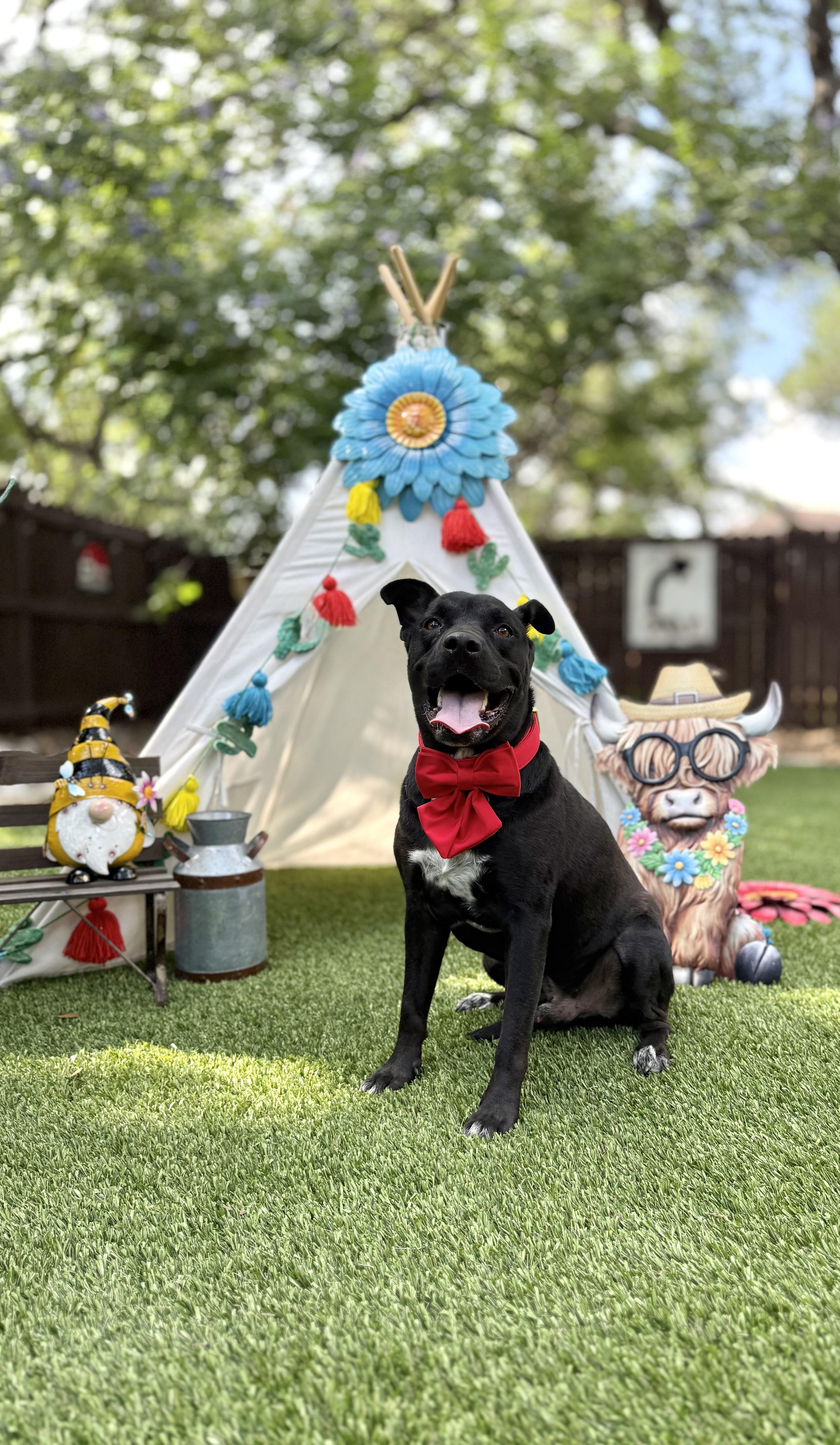 Enlarge Onyx, a Adoptable mixed breed in Billings, MT image 1/6