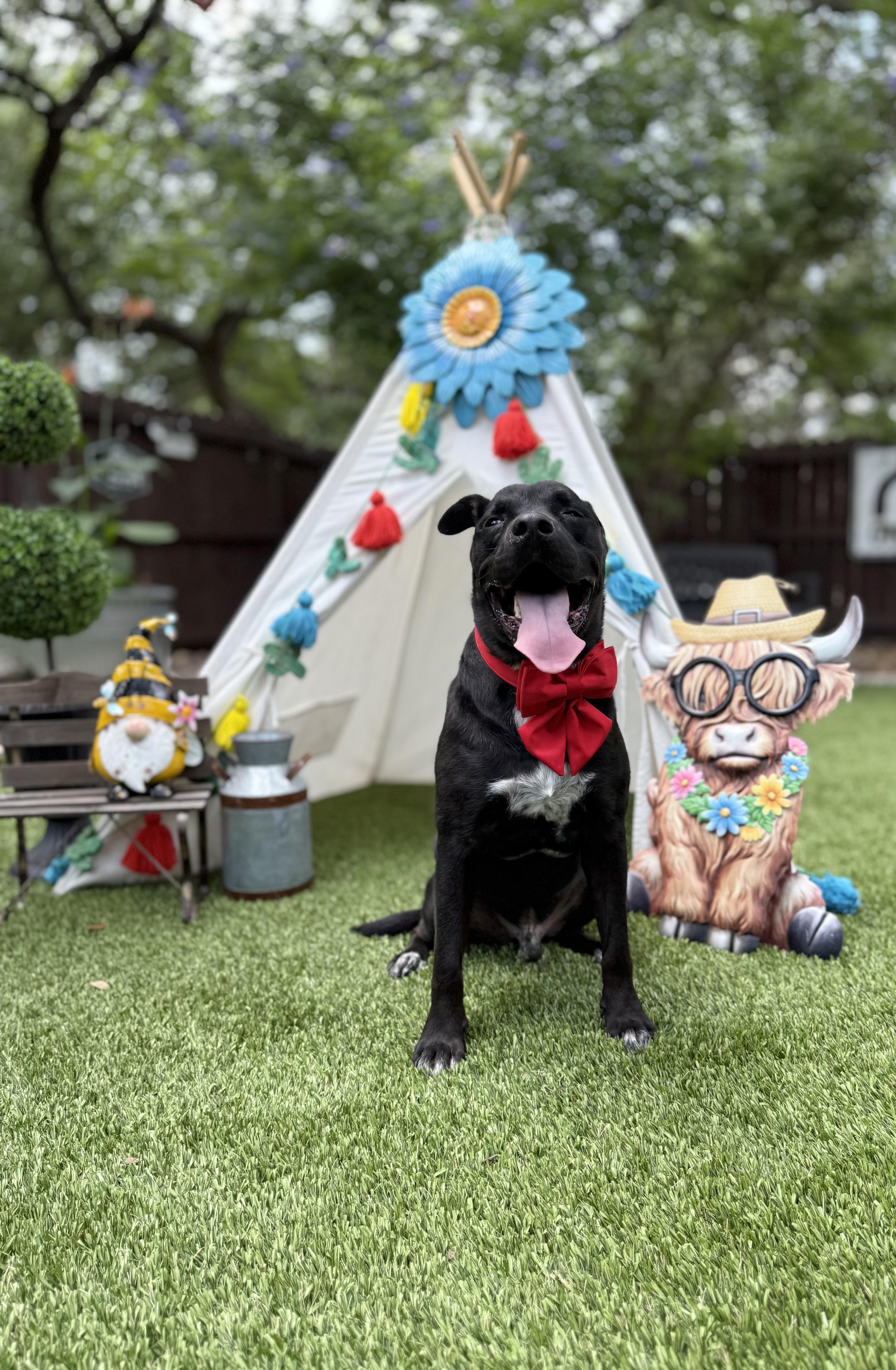 Enlarge Onyx, a Adoptable mixed breed in Billings, MT image 3/6