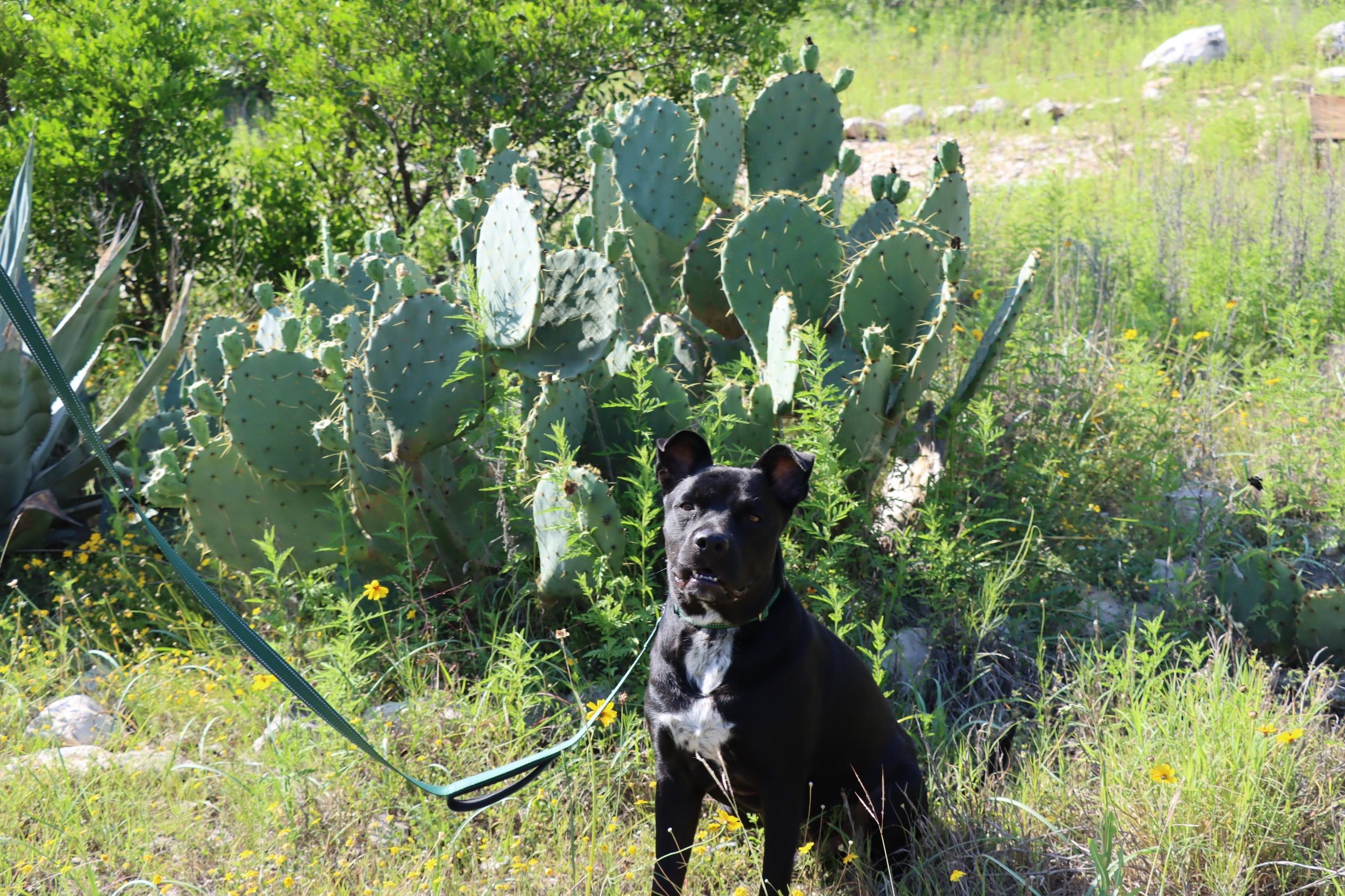 Enlarge Onyx, a Adoptable mixed breed in Billings, MT image 6/6