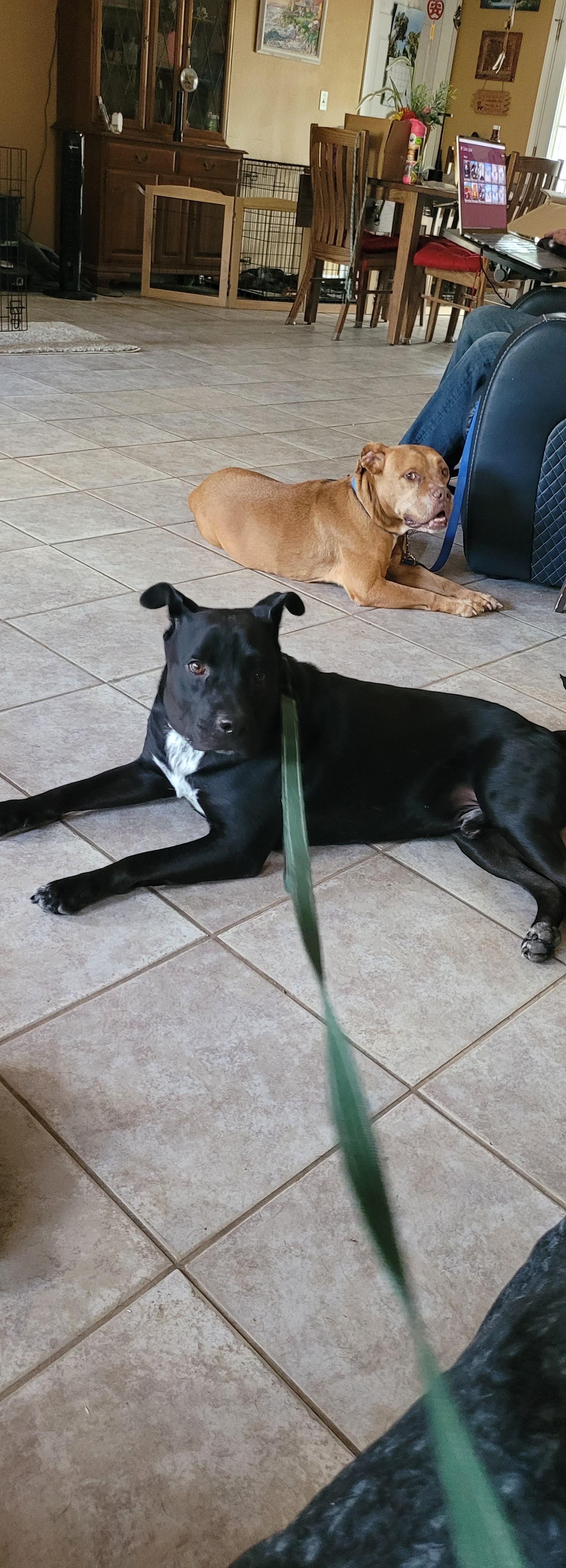 Enlarge Onyx, a Adoptable mixed breed in Billings, MT image 5/6