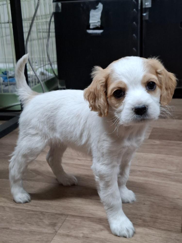 Lemon Drop, a Adoptable mixed breed in Sherman Oaks, CA image 1/2
