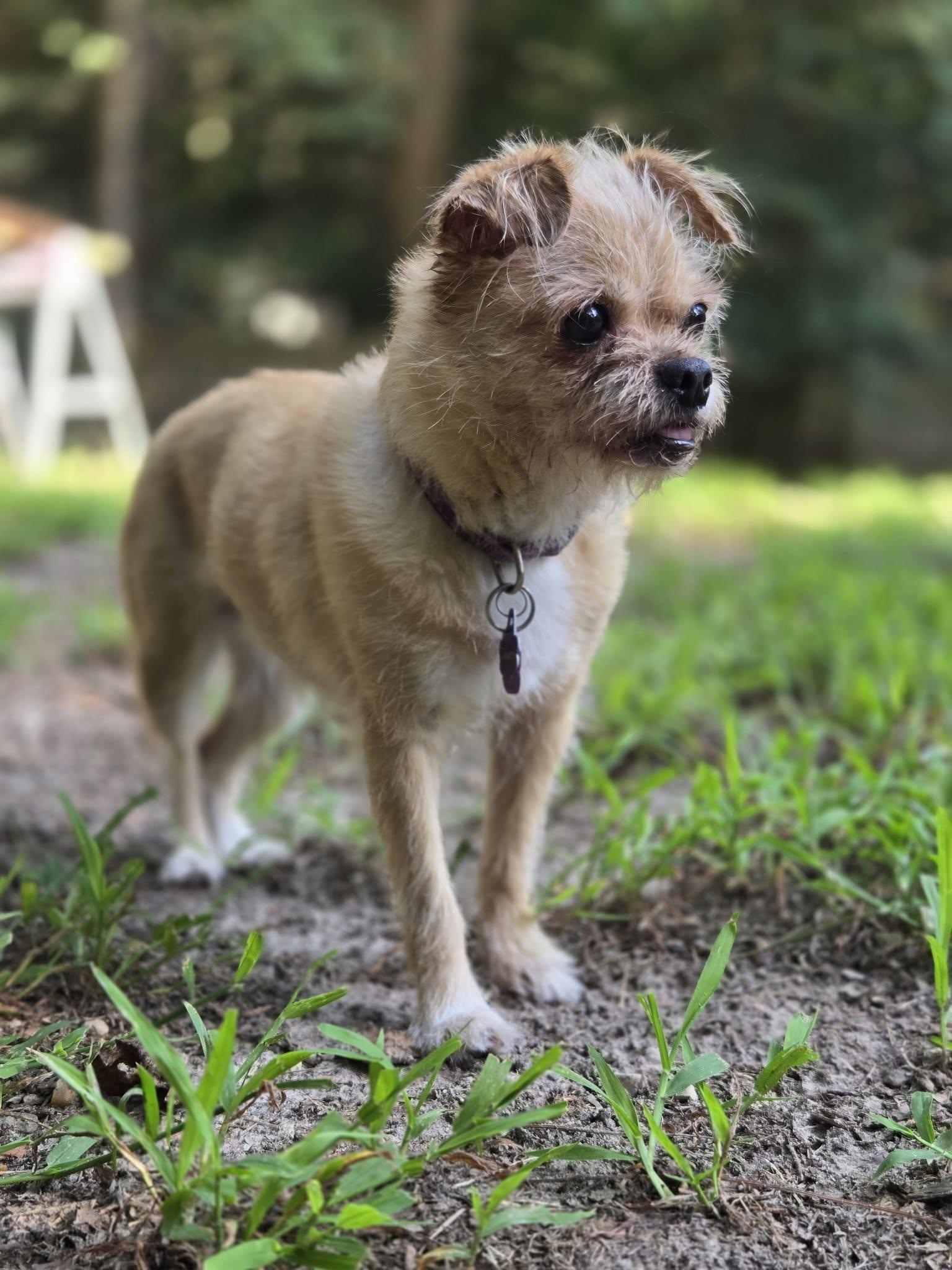 Macy, Adoptable, Senior Female Brussels Griffon.