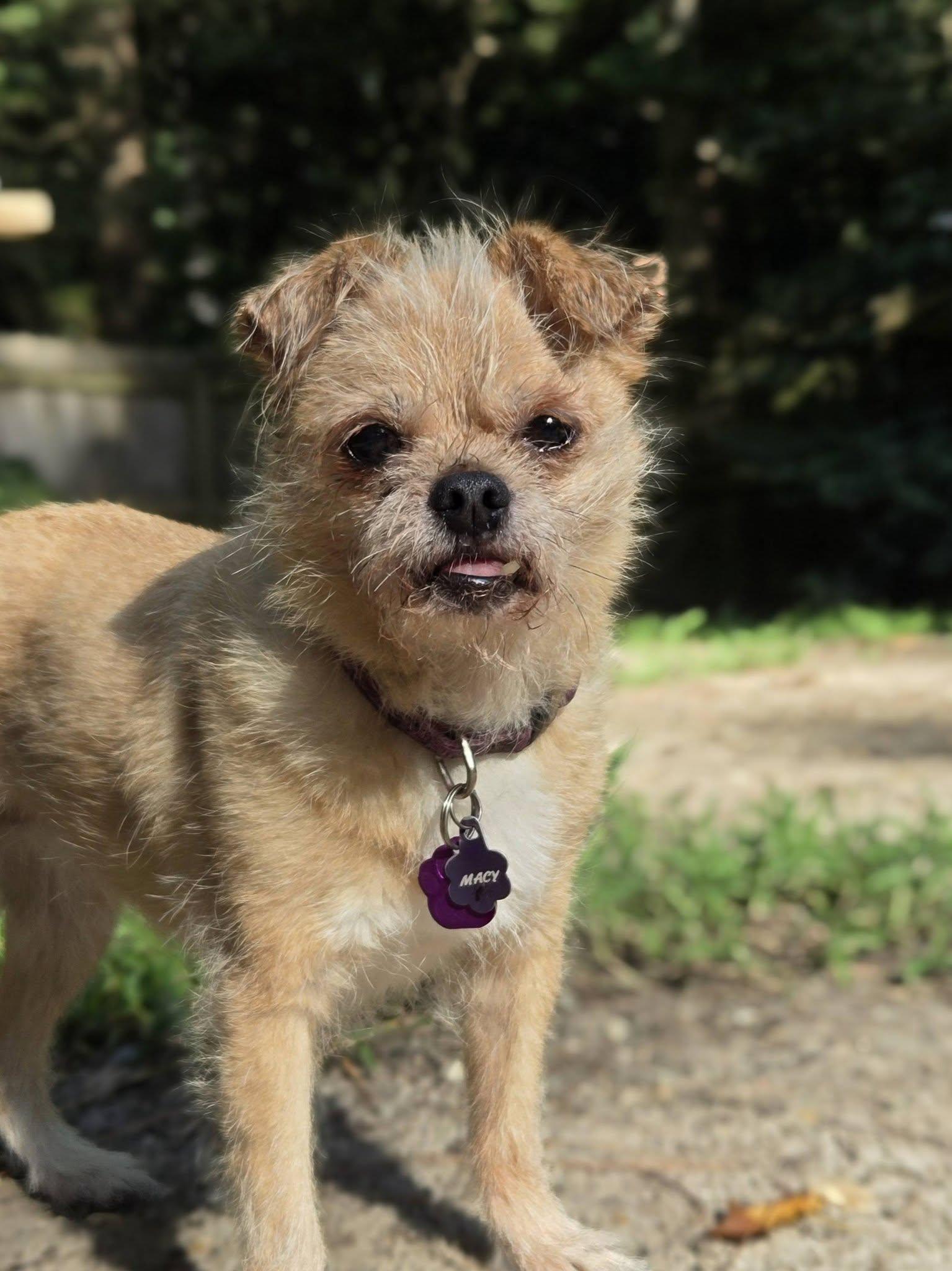 Enlarge Macy, a Adoptable mixed breed in Williamsburg, VA image 3/5