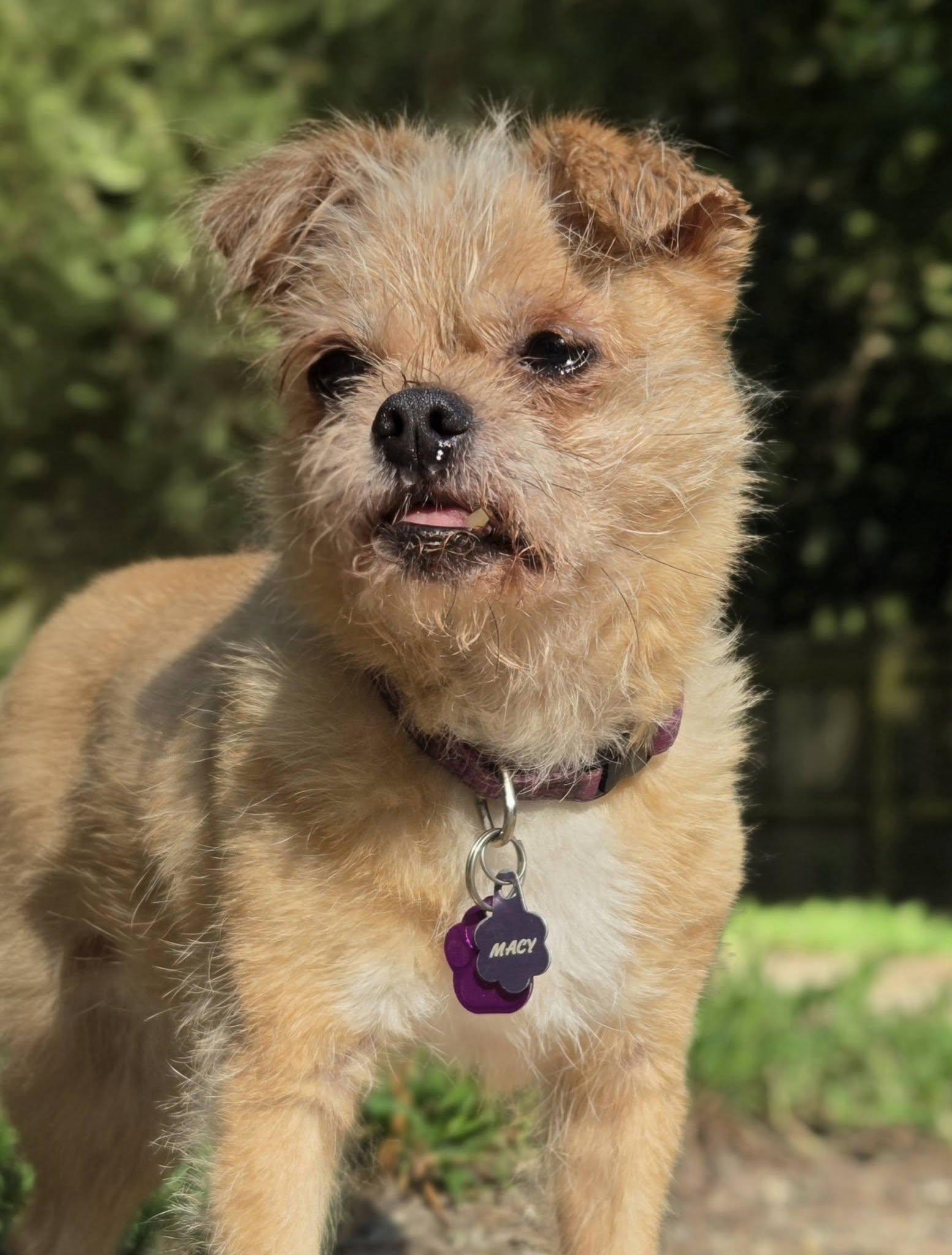 Enlarge Macy, a Adoptable mixed breed in Williamsburg, VA image 5/5