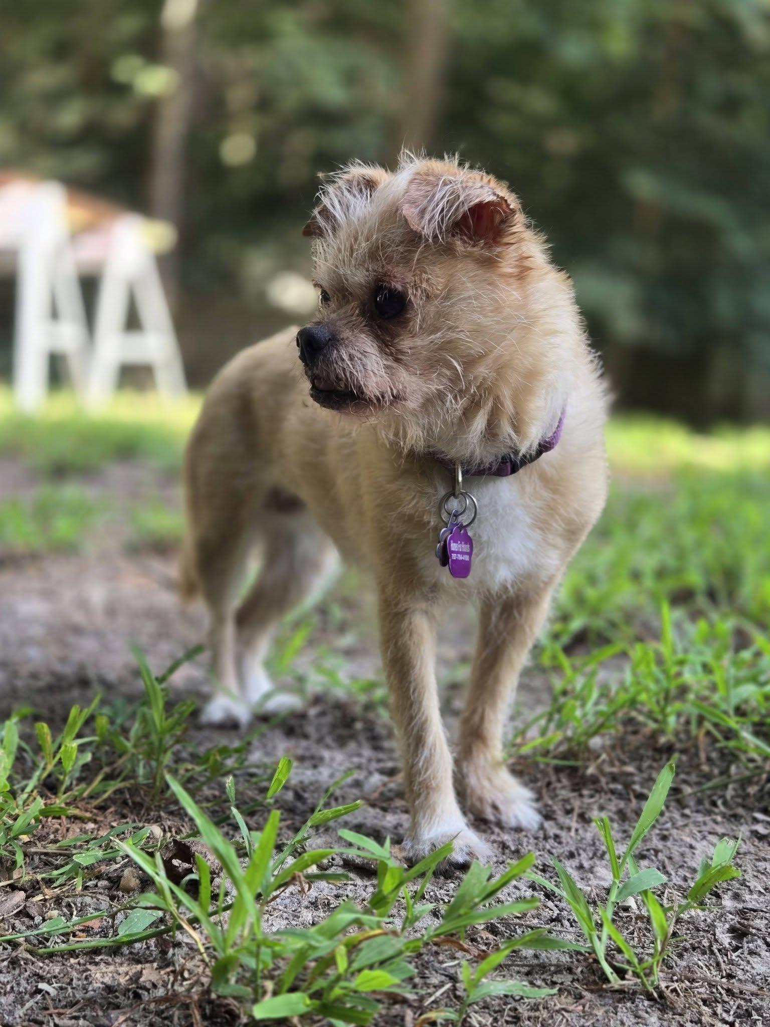 Enlarge Macy, a Adoptable mixed breed in Williamsburg, VA image 4/5