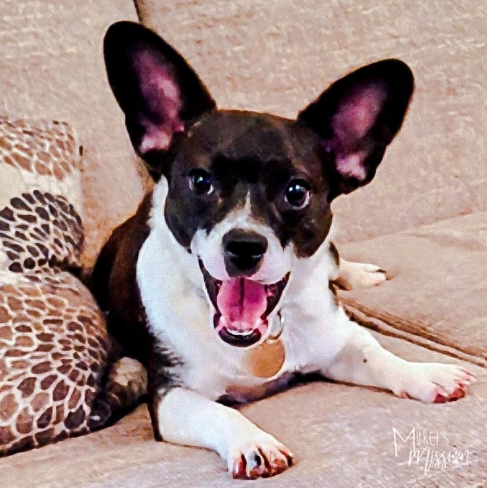 Winifred, Adoptable, Young Female Cardigan Welsh Corgi.