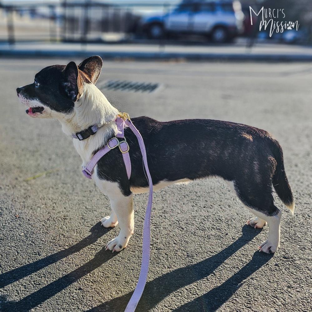 Winifred, Adoptable, Young Female Cardigan Welsh Corgi.