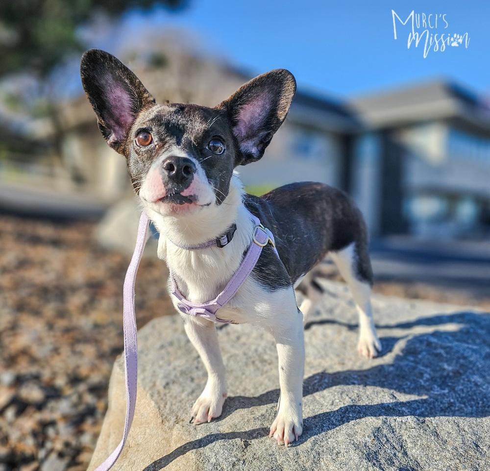 Enlarge Winifred, a Adoptable mixed breed in Spokane , WA image 2/2