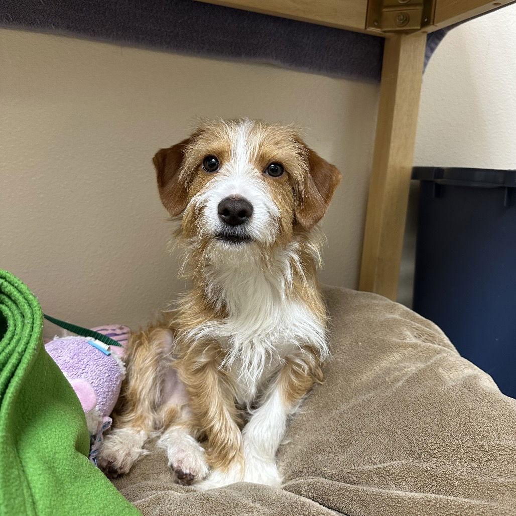 Enlarge Odin, a Adoptable Jack Russell Terrier in Rohnert Park, CA image 1/1