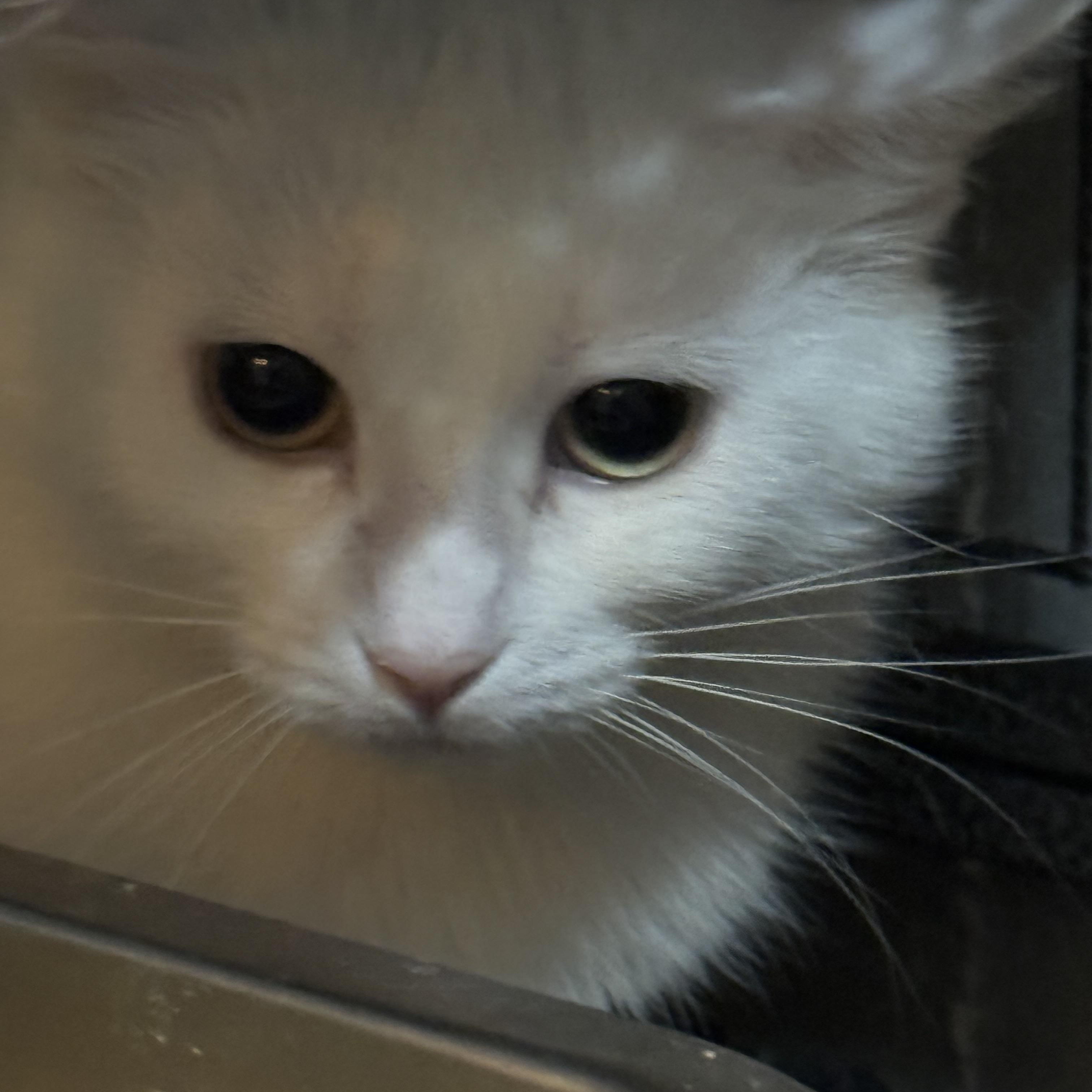 Enlarge Bunnie and Clyde, a ADOPTABLE Domestic Short Hair in Lees Summit, MO image 1/4