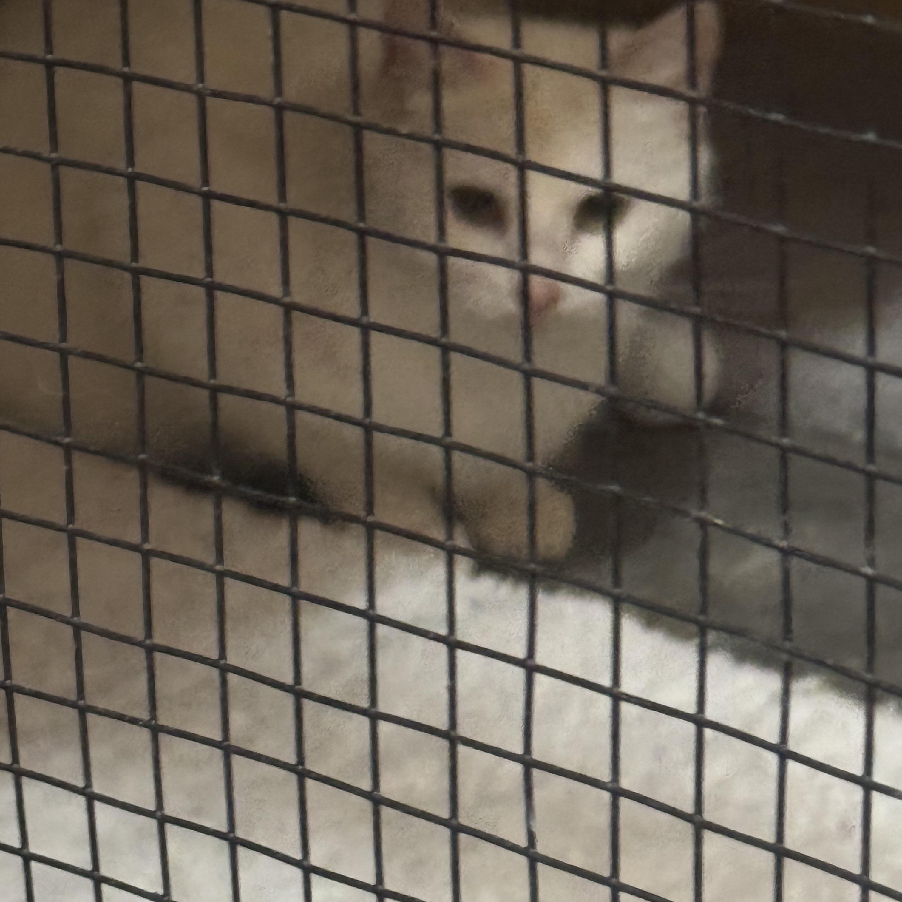 Enlarge Bunnie and Clyde, a ADOPTABLE Domestic Short Hair in Lees Summit, MO image 4/4