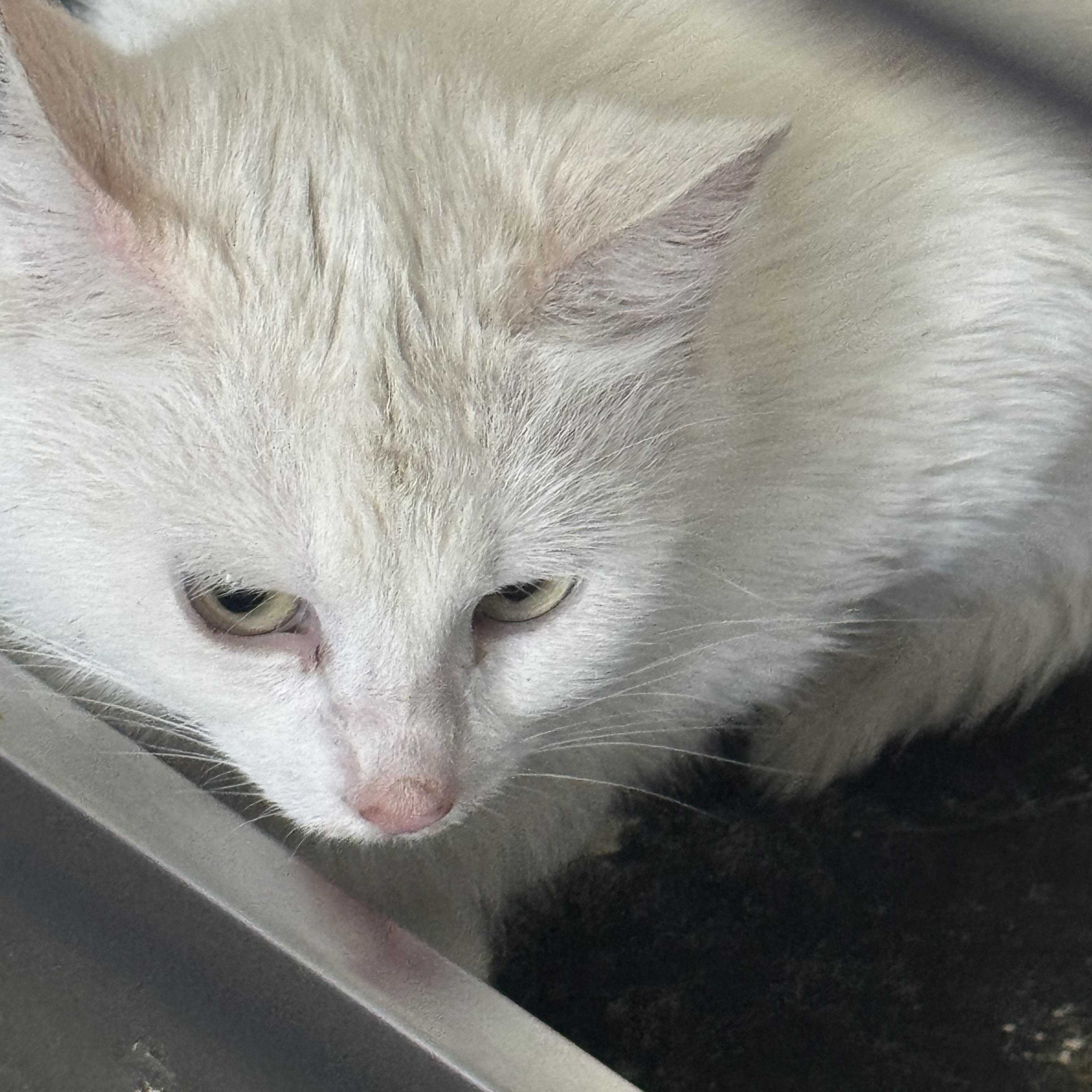 Enlarge Bunnie and Clyde, a ADOPTABLE Domestic Short Hair in Lees Summit, MO image 2/4
